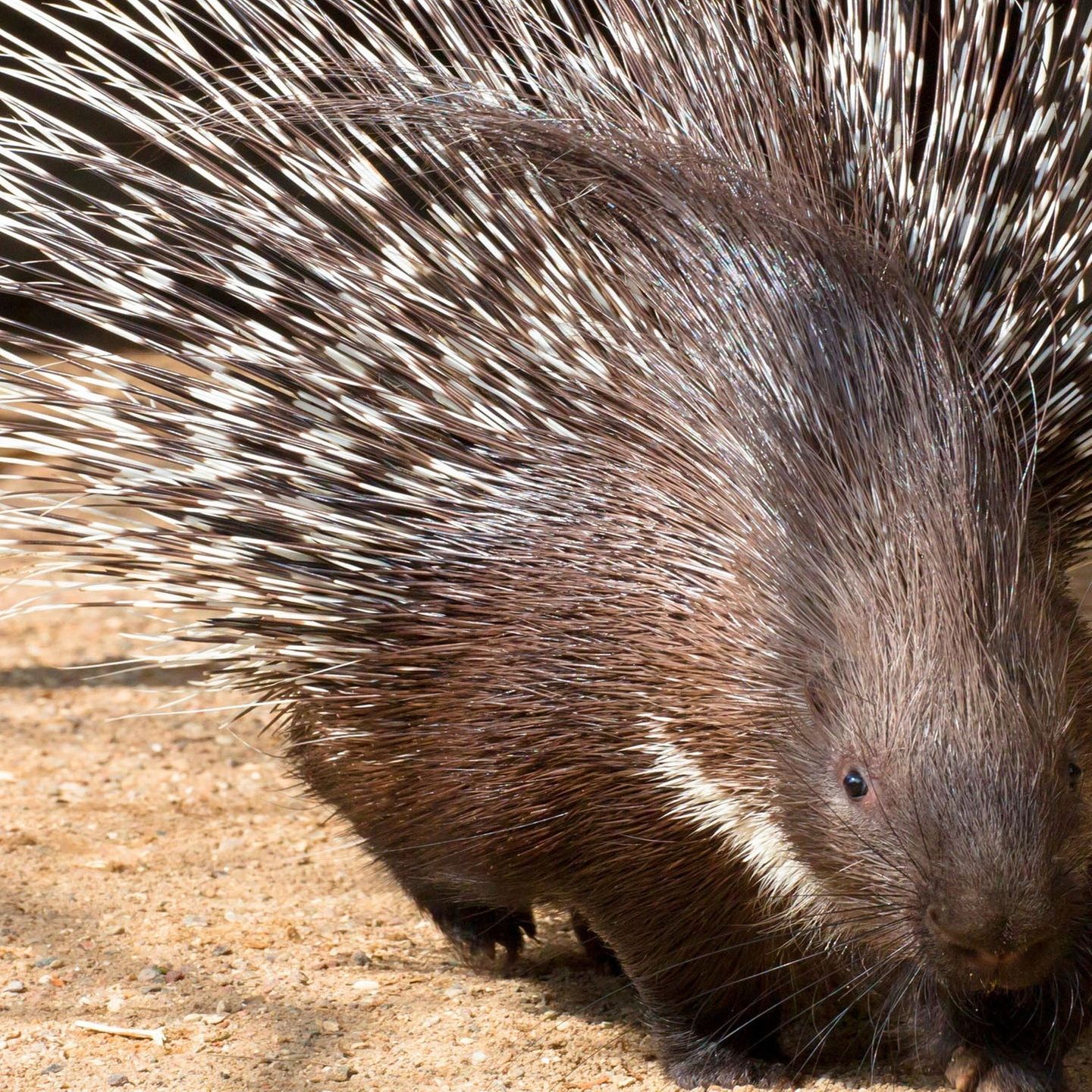 Die Tierdocs: Stachelschwein ist traurig
