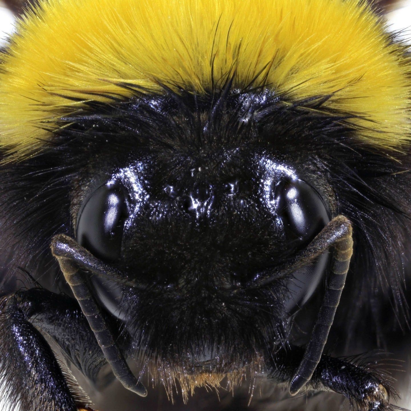 Die Tierdocs: Hummel findet nicht raus