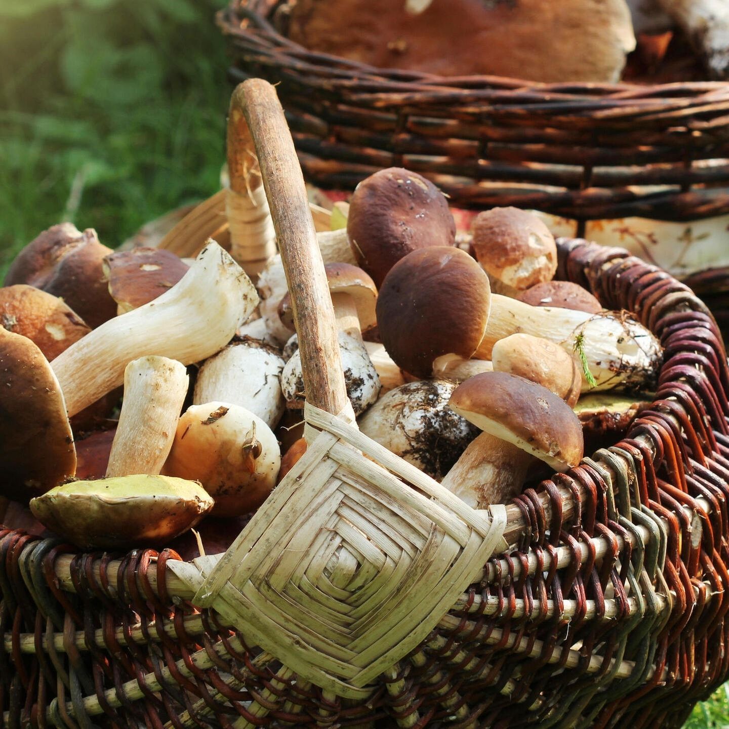 Tuten Gag: Silze Pammeln / Pilze sammeln