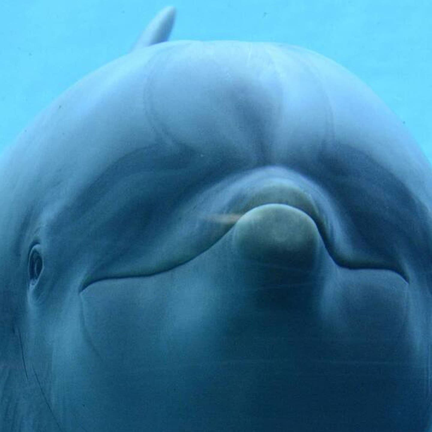 Die Tierdocs: Delfin will nicht in Therapie