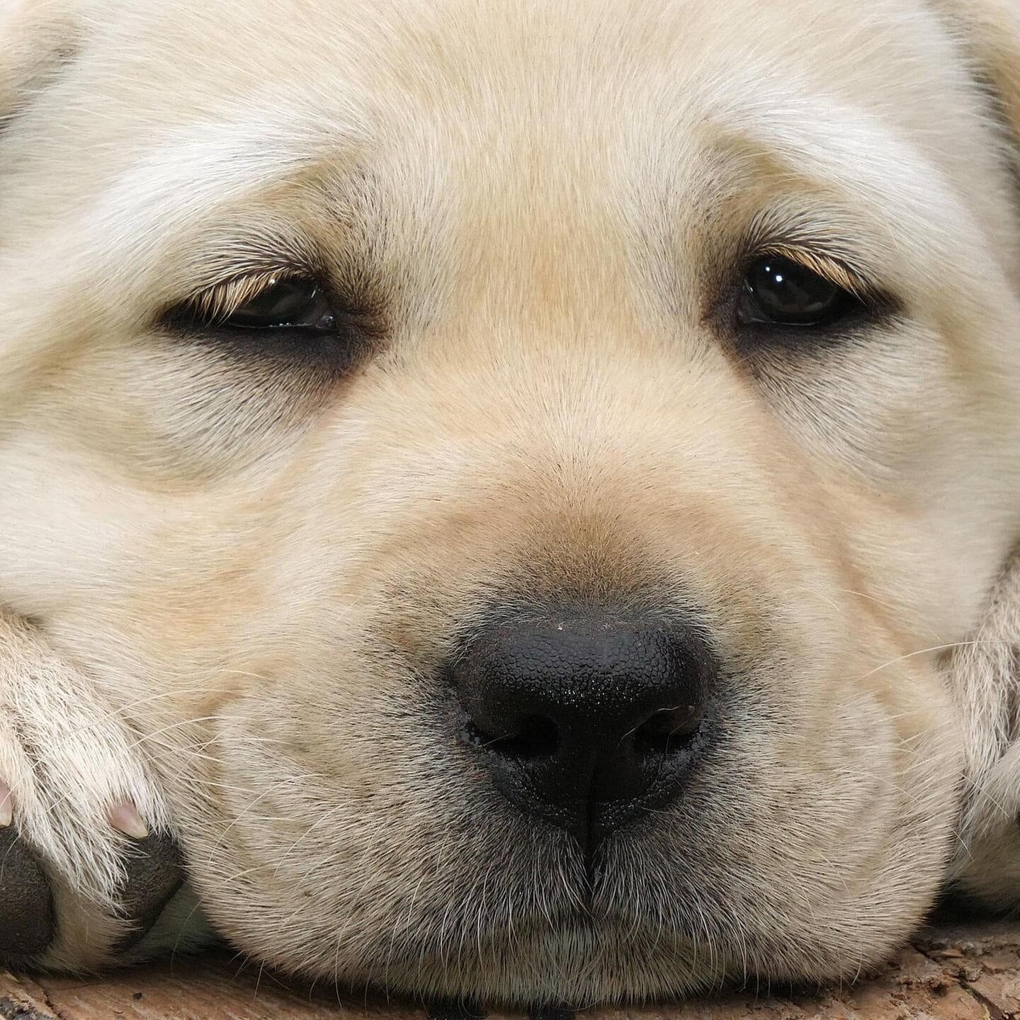 Die Tierdocs: Labrador zaubert
