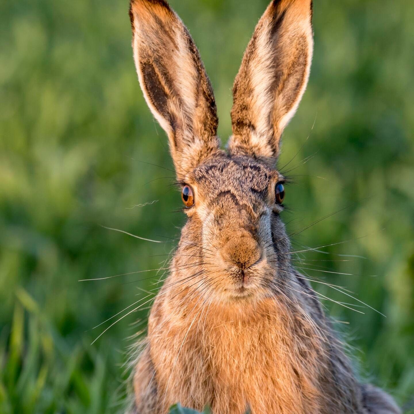 Die Tierdocs: Hase schläft schlecht