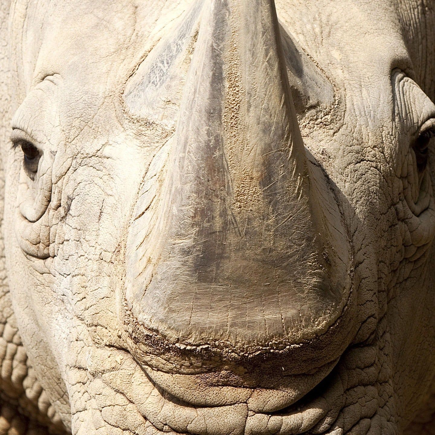 Die Tierdocs: Ein-Nas-Horn