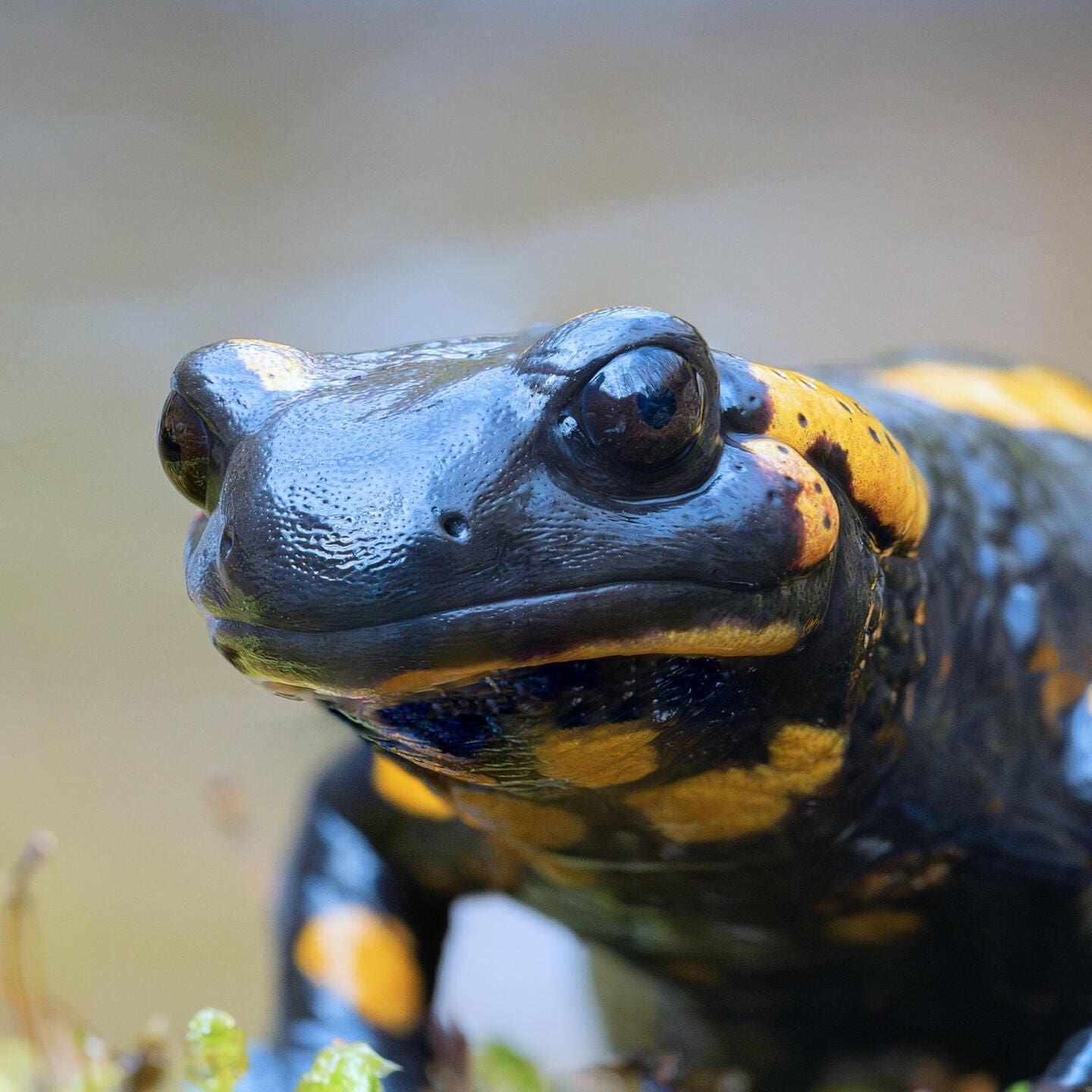 Die Tierdocs: Teurer Salamander