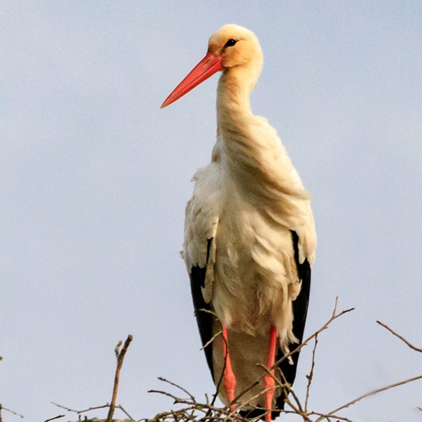 Die Tierdocs: Storch löst Schrauben
