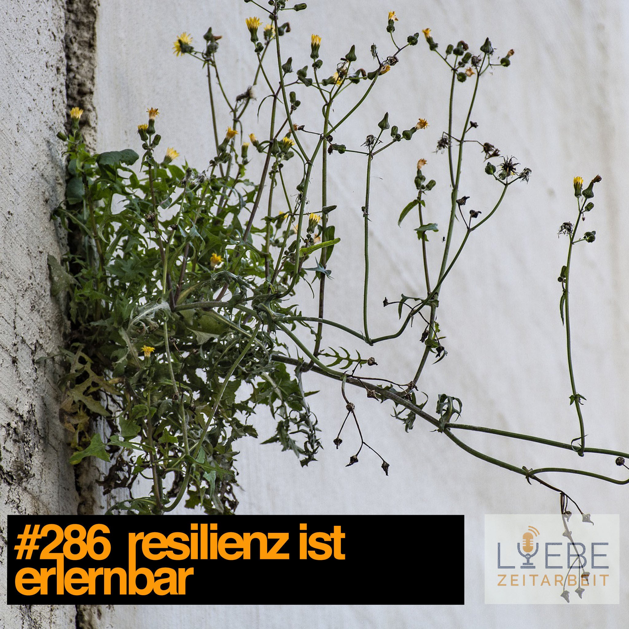 #286 Resilienz ist erlernbar
