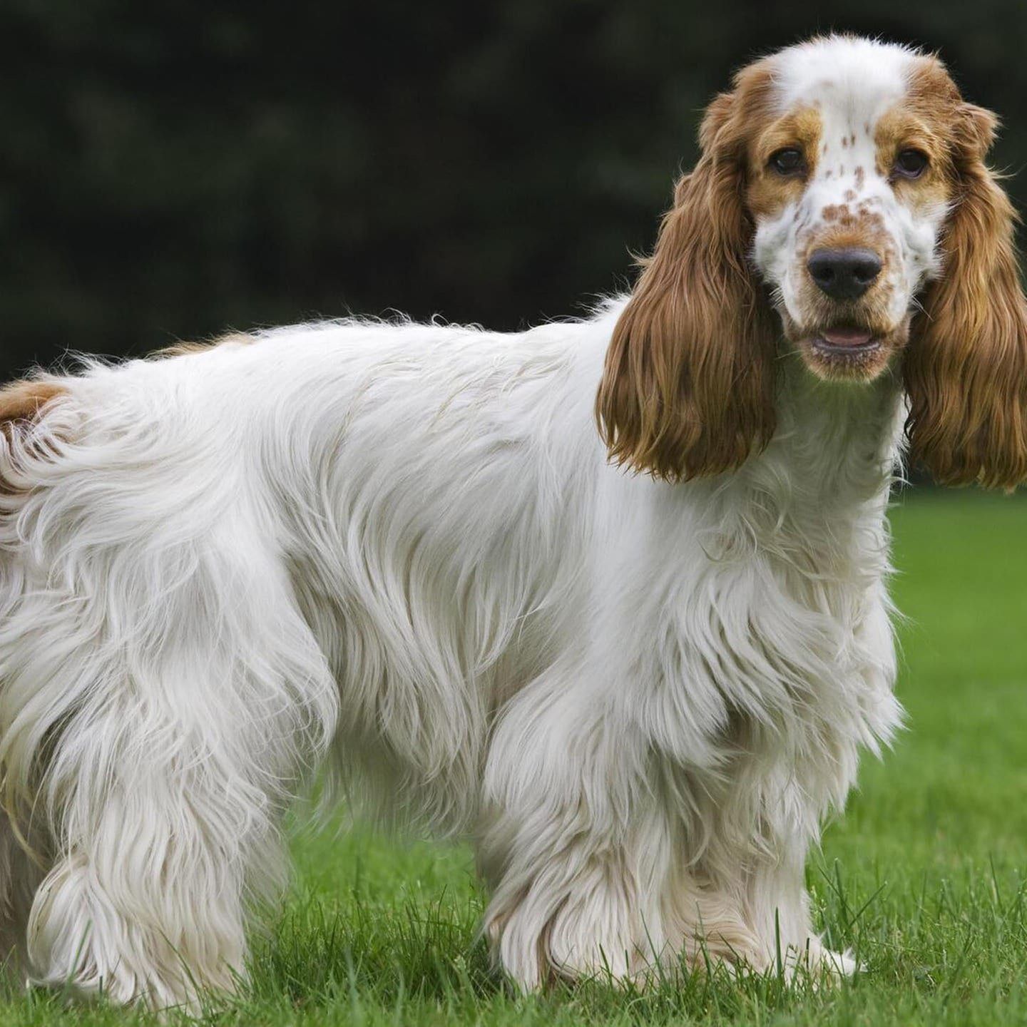 Die Tierdocs: Spaniel ist spielsüchtig