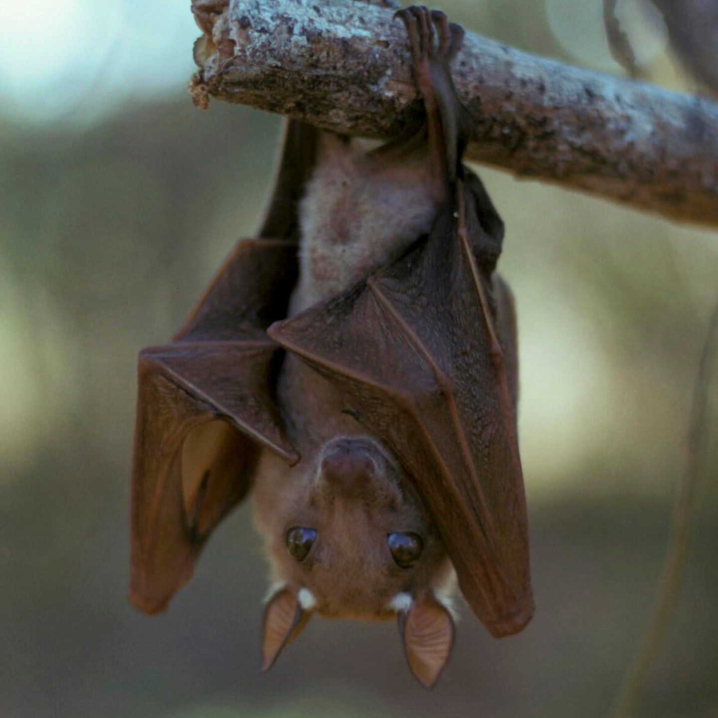 Die Tierdocs: Fledermaus fährt langsam Ski