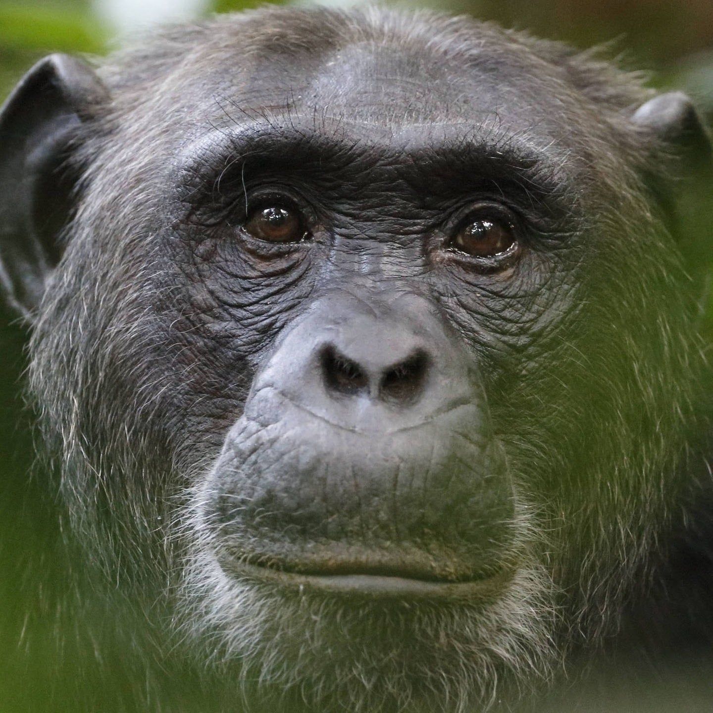 Die Tierdocs: Schimpanse hat Angst vor Regen