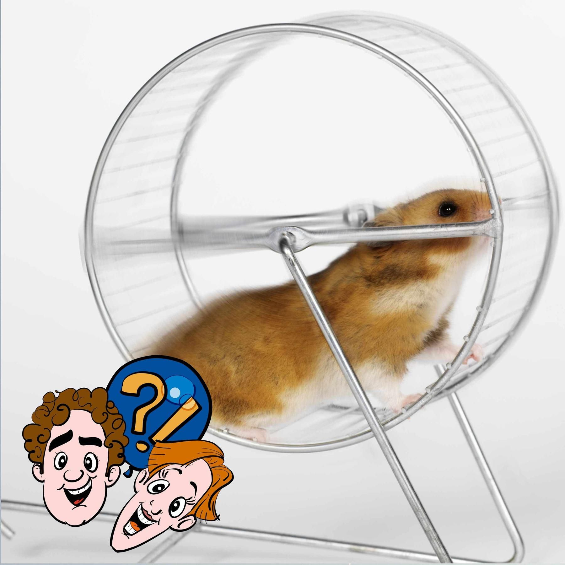Wie viele Hamster braucht es, um ein E-Auto zu laden?