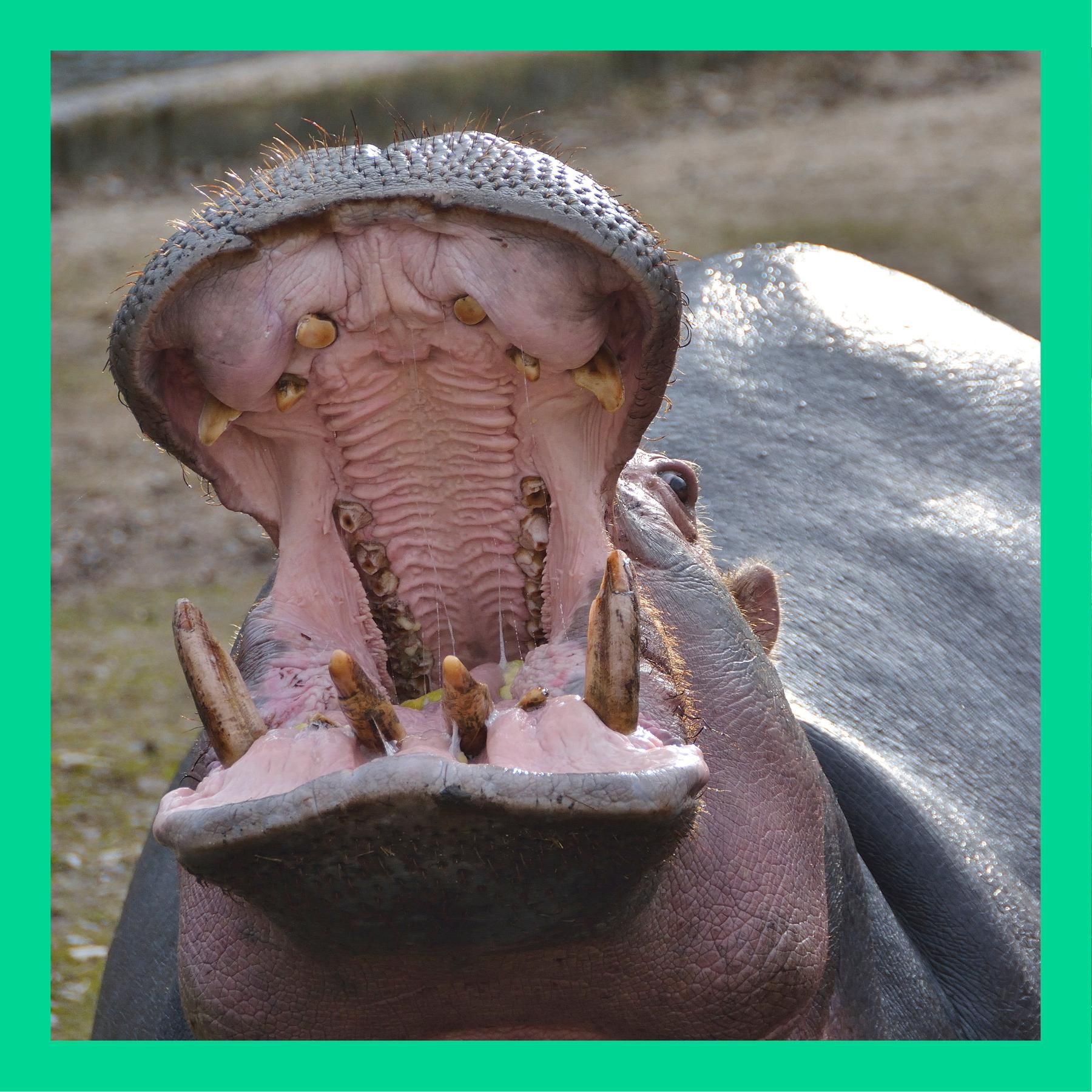 Können Tiere rülpsen?