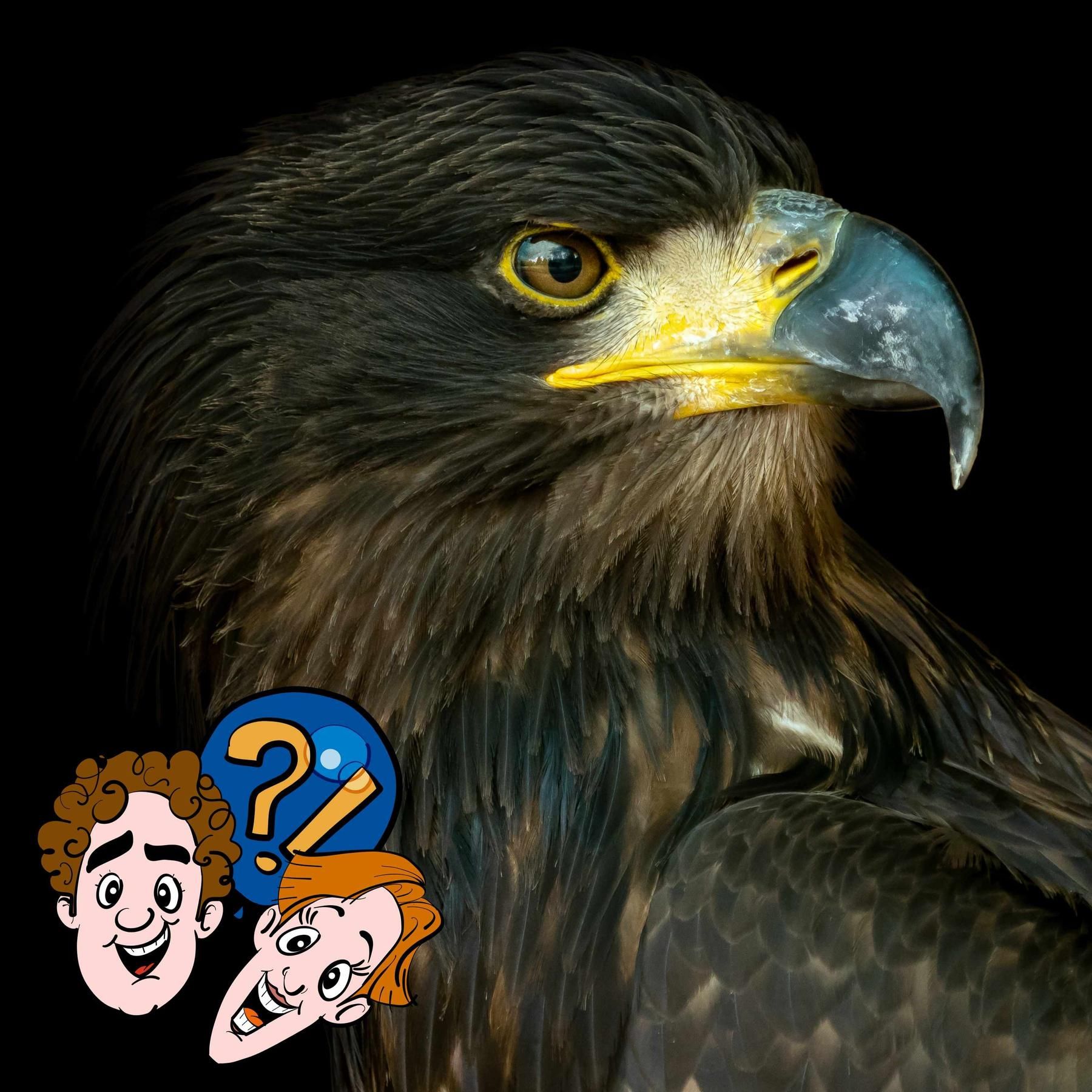 Wie viele Karotten muss man essen, damit man so gut sieht wie ein Adler?