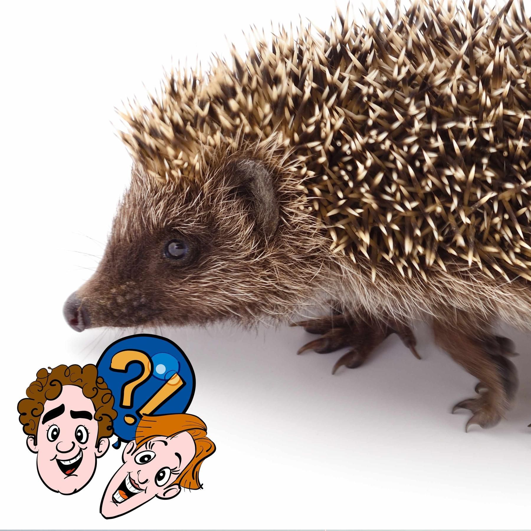 Wenn Igel-Babys Milch trinken, wird die Mama dann gepikst?