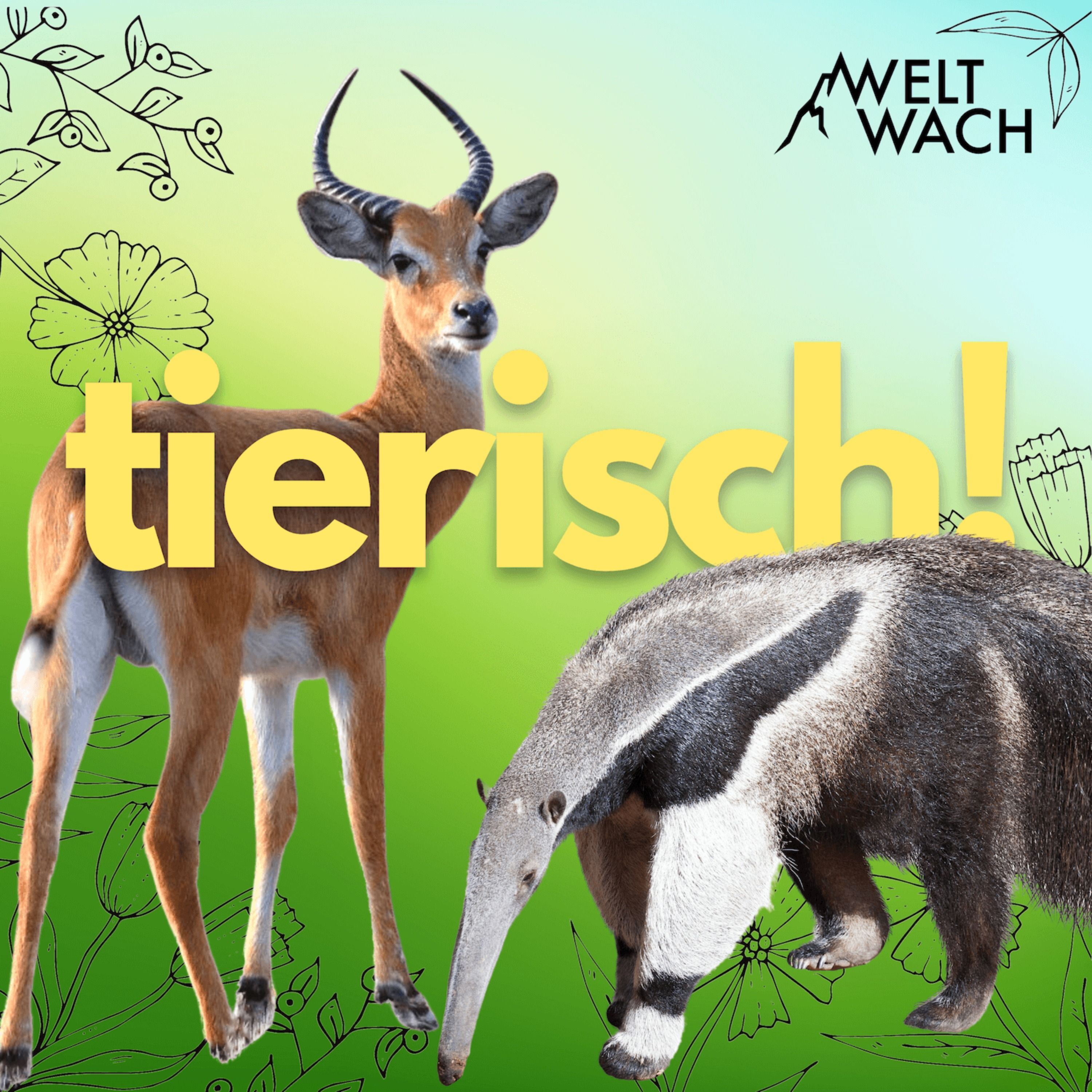 Teaser: Tierisch! – Die neue Show von Weltwach – mit Lydia Möcklinghoff & Dr. Frauke Fischer