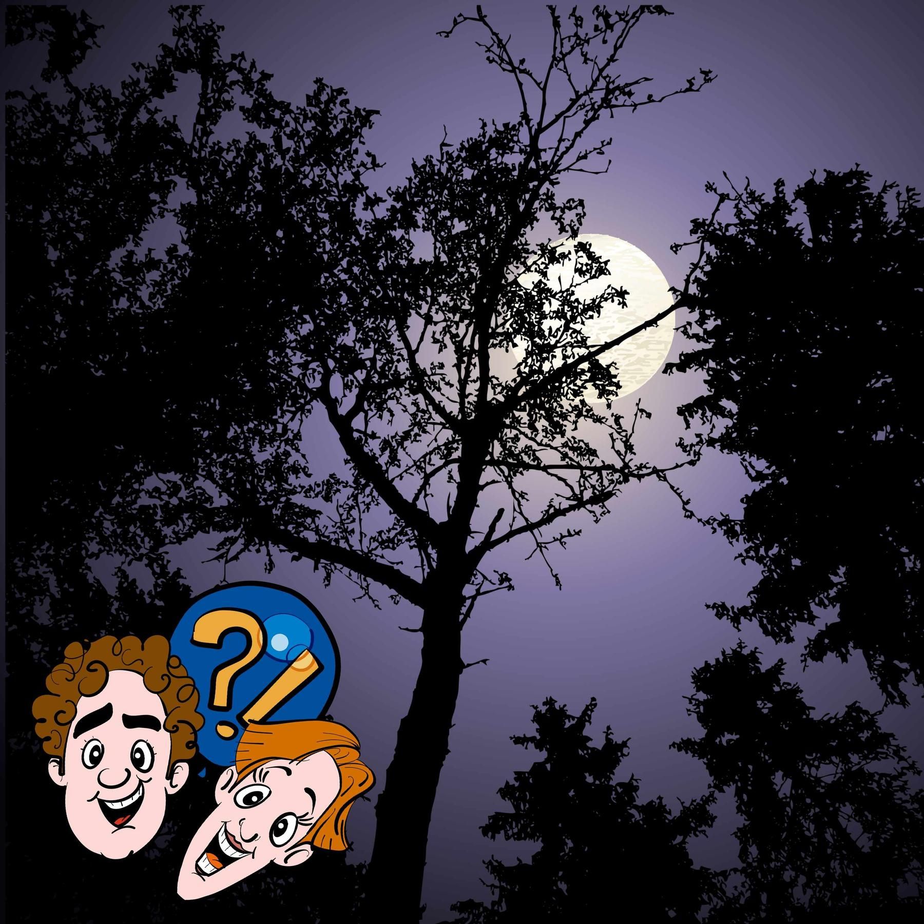 Schlafen Bäume und Pflanzen?