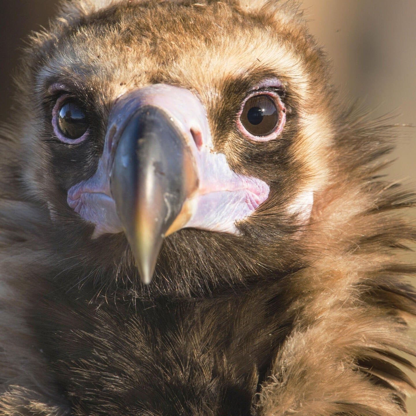 Die Tierdocs: Geier müffelt