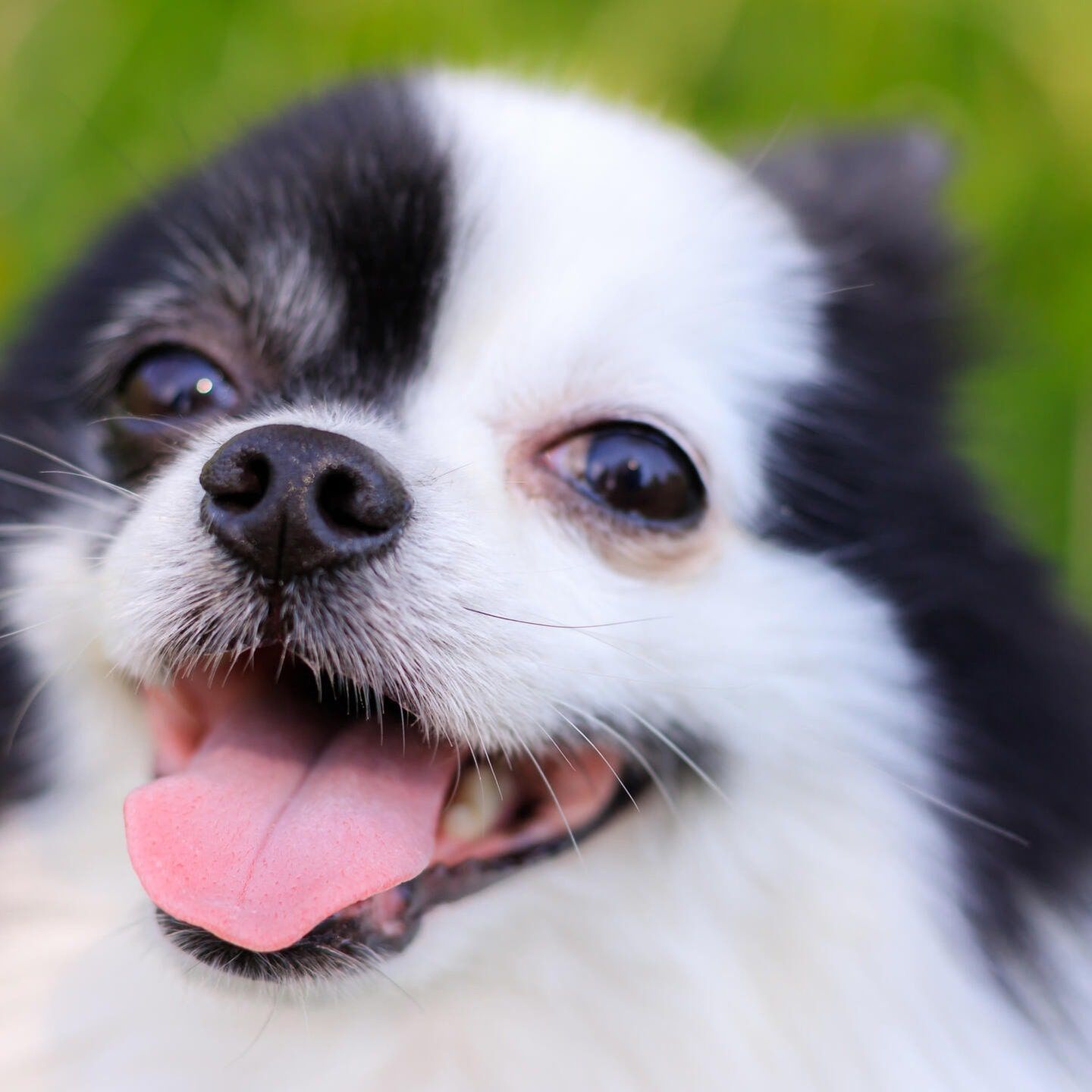 Die Tierdocs: Spitz schwankt