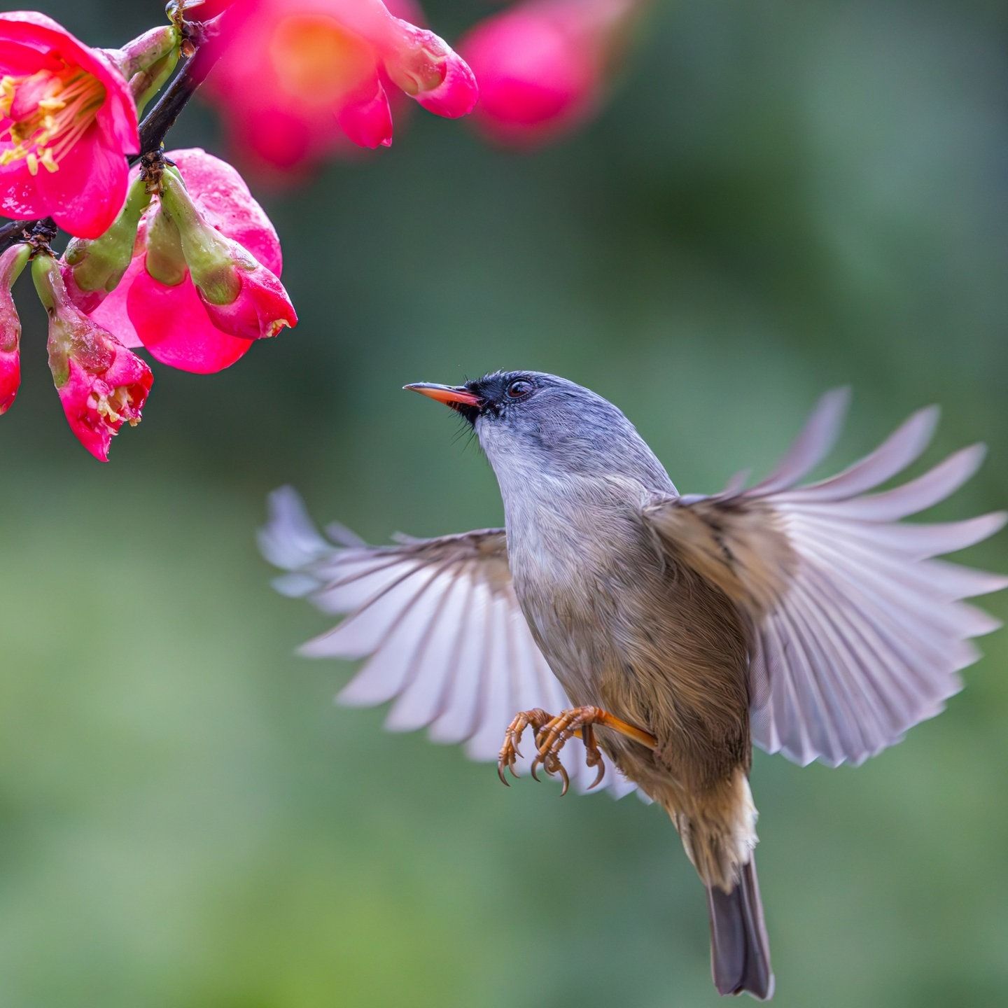 Die Tierdocs: Kleiner Vogel ernährt sich zu einseitig