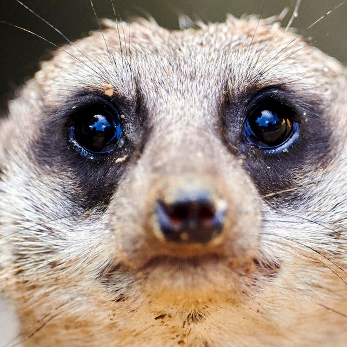 Die Tierdocs: Erdmännchen will Mondmännchen sein
