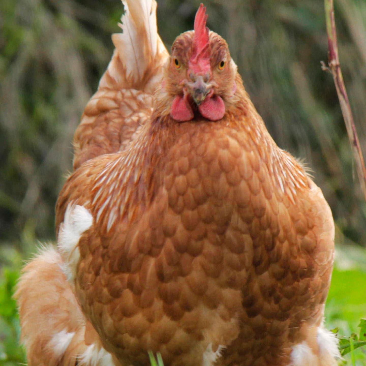 Die Tierdocs: Huhn hat dicken Bauch