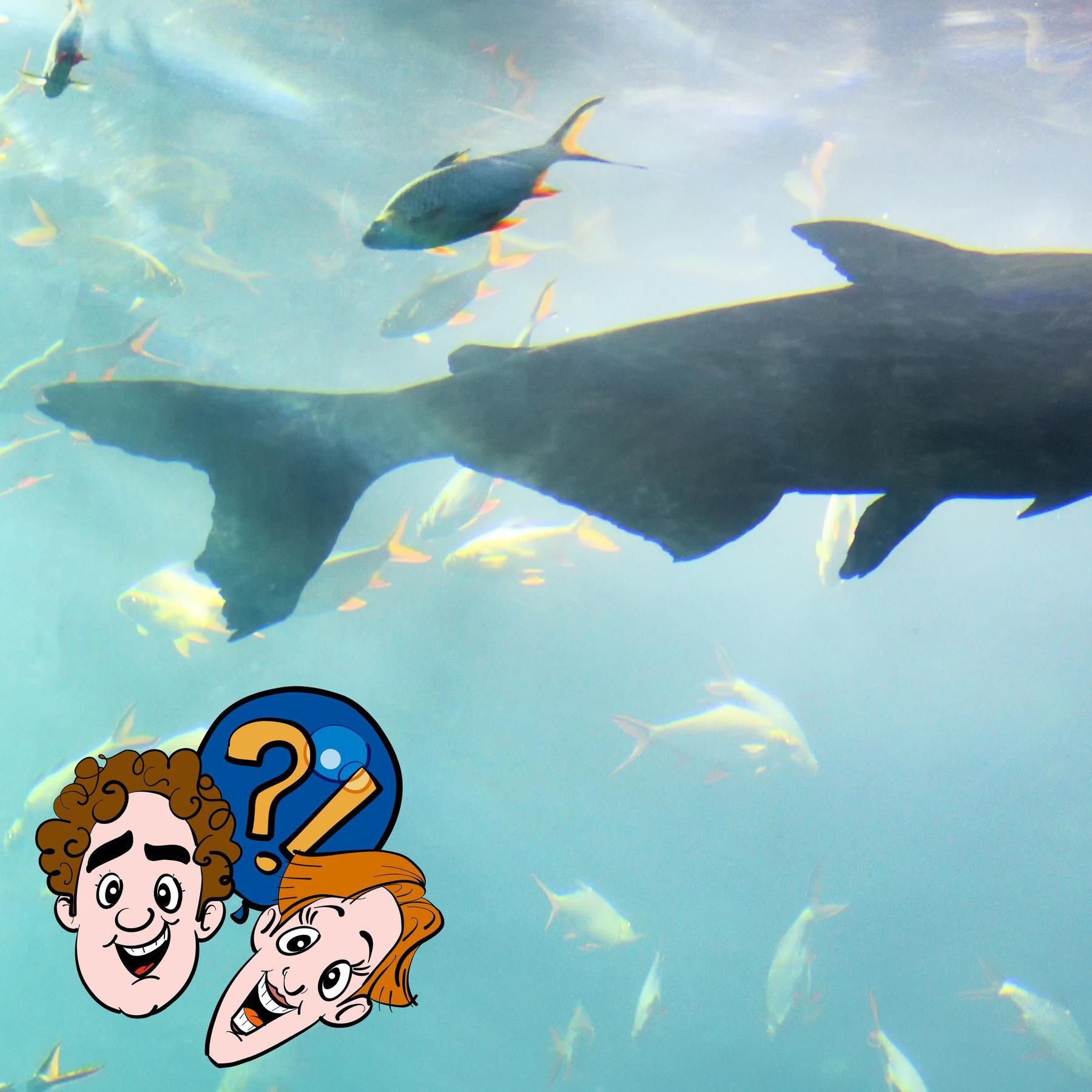 Pieseln Fische eigentlich in ihr eigenes Badewasser?