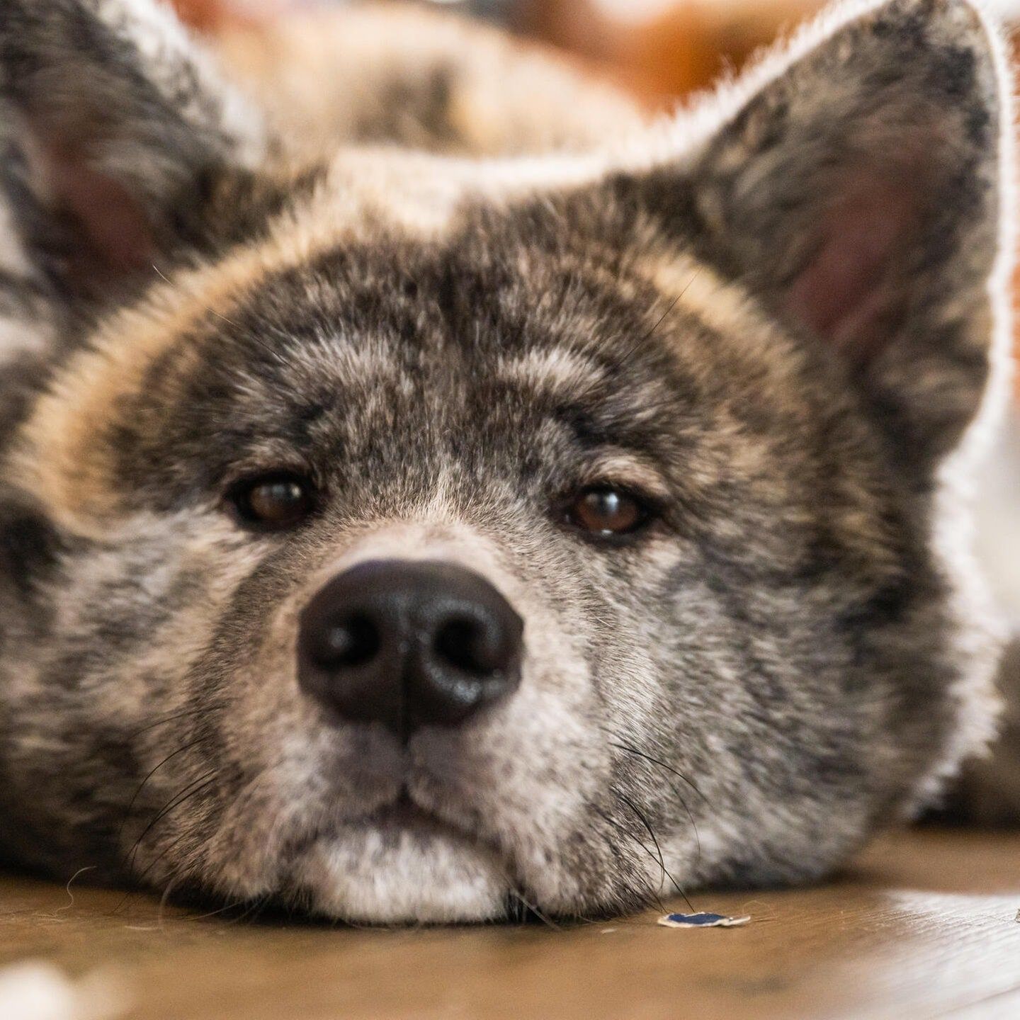 Die Tierdocs: Akita will Käfighaltung