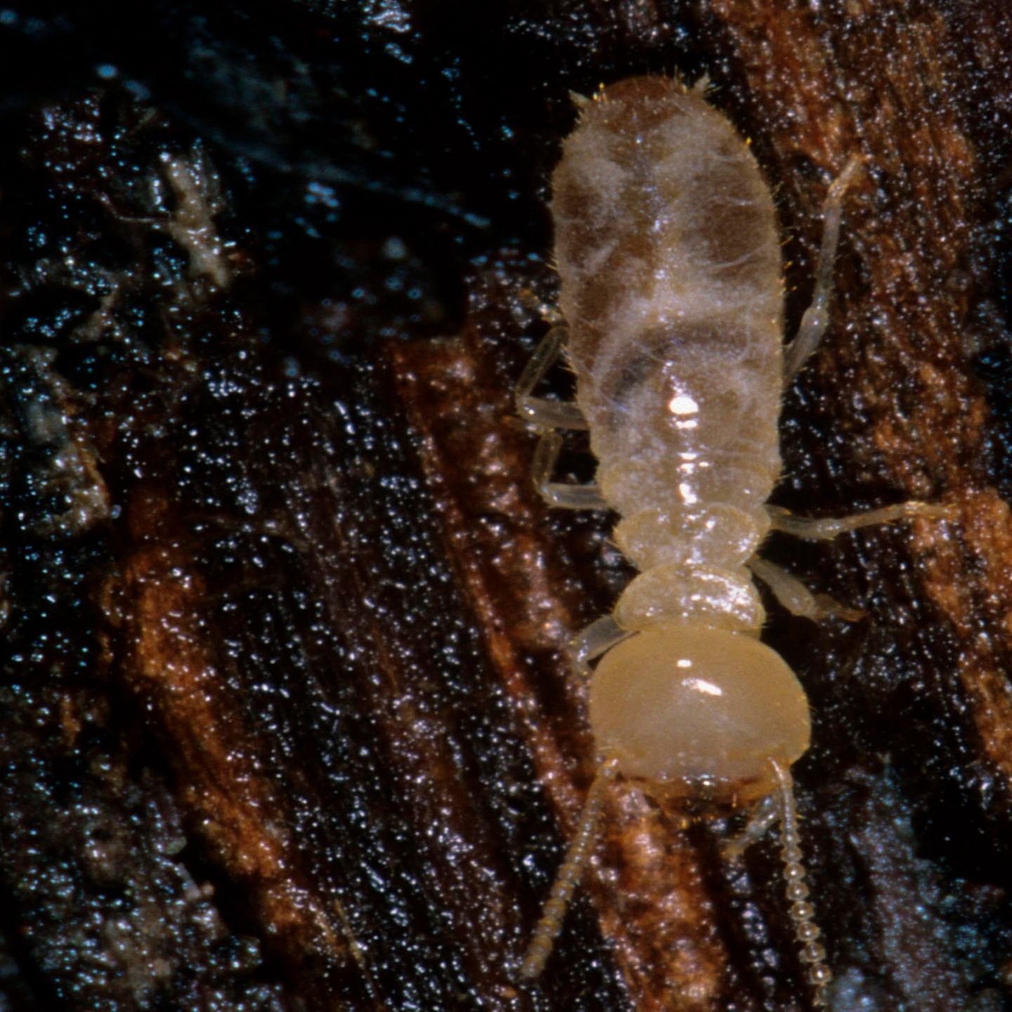 Die Tierdocs: Termite frisst Holzmöbel