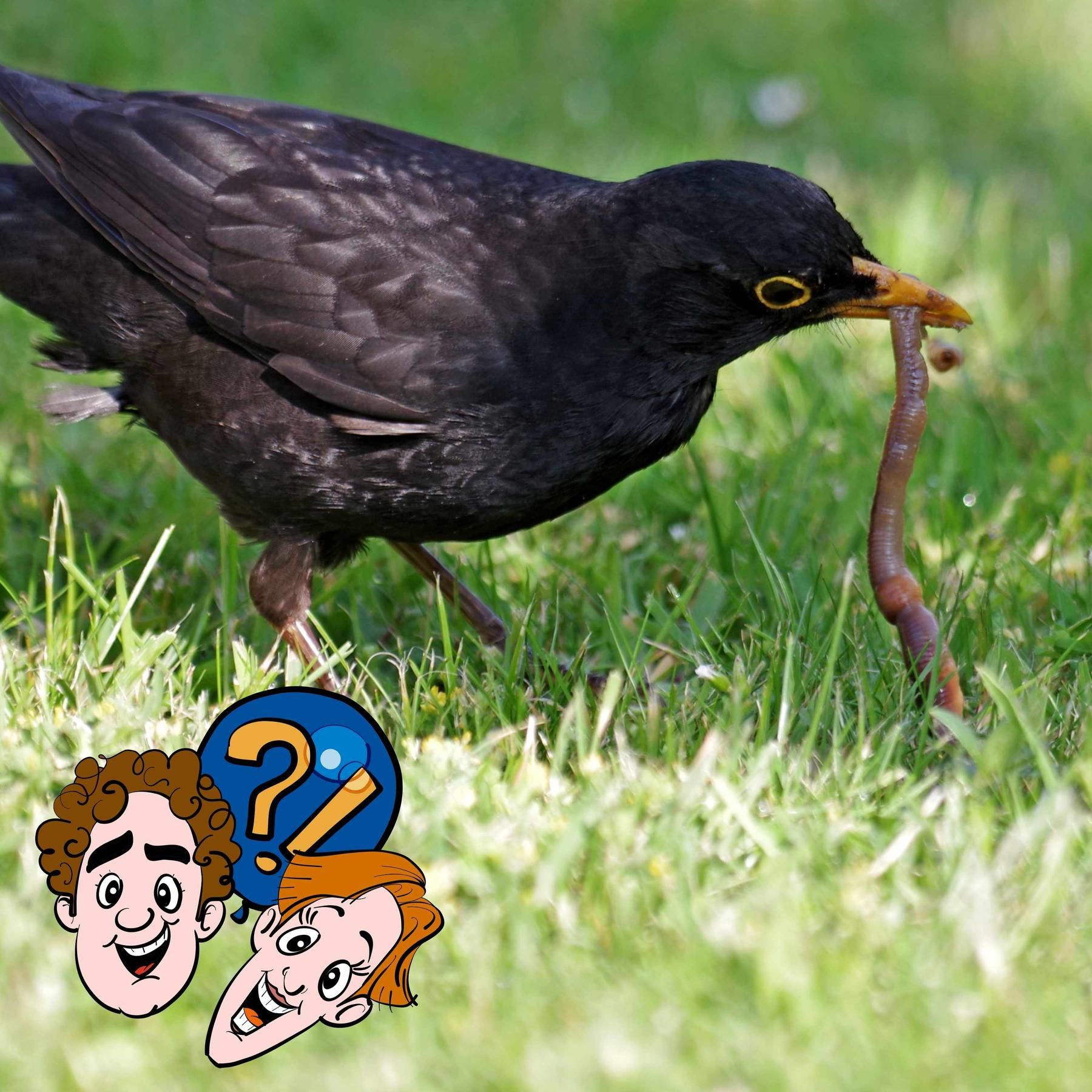 Kann ein Vogel zu fett zum Fliegen werden?