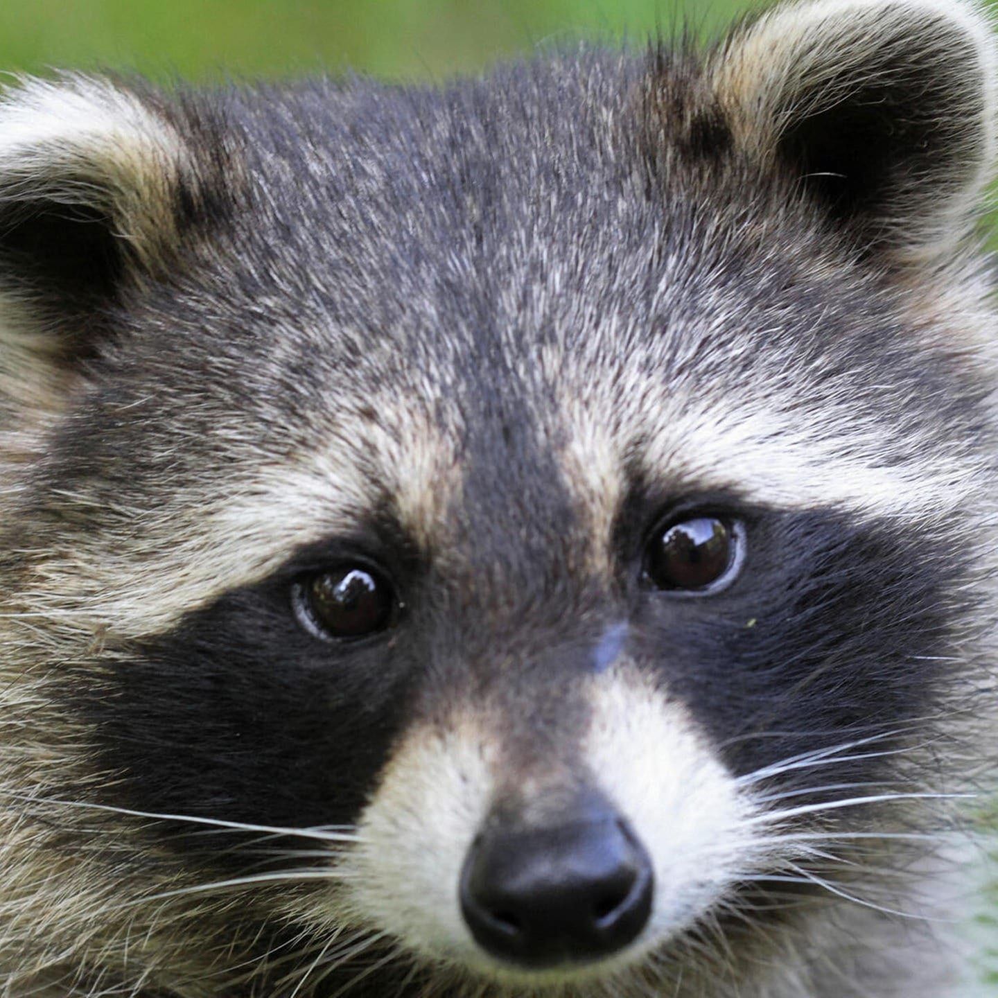 Die Tierdocs: Waschbär wäscht sich nicht