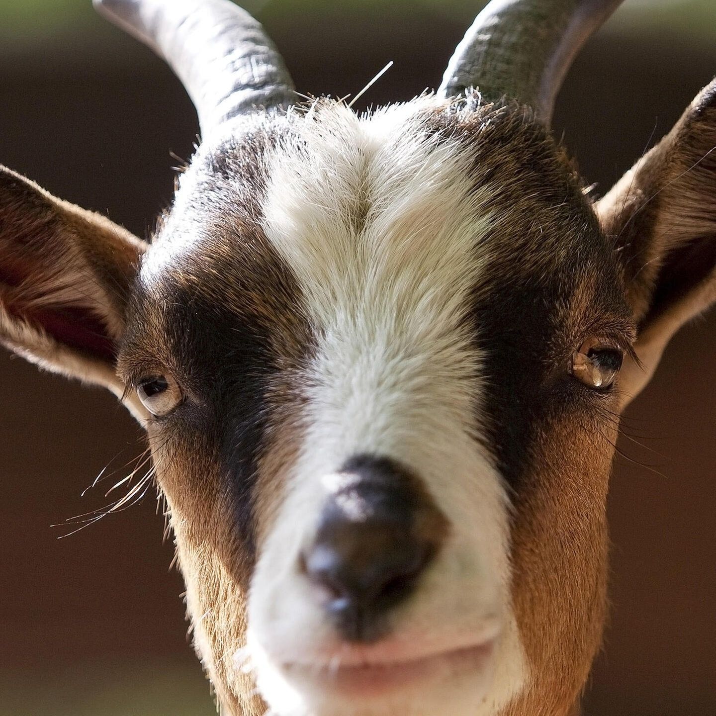 Die Tierdocs: Ziege meckert