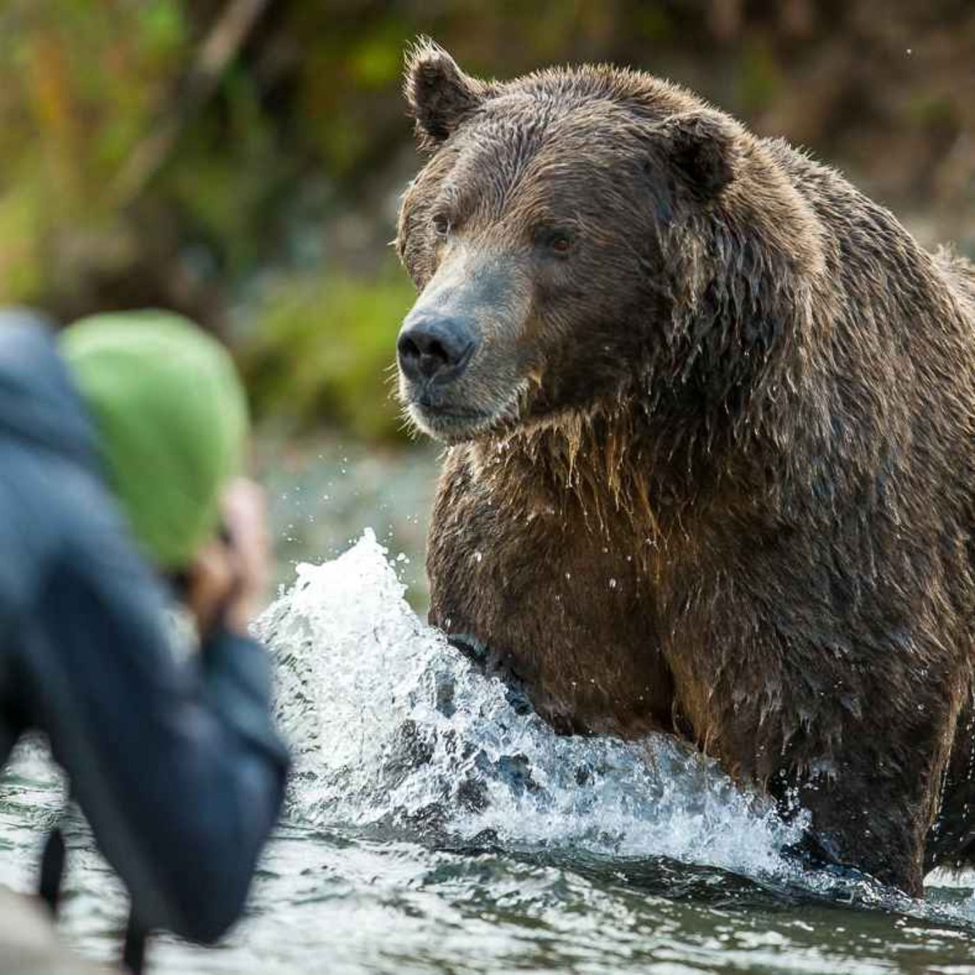 WW321: Ein Leben mit Bären – unterwegs in Alaska mit David Bittner