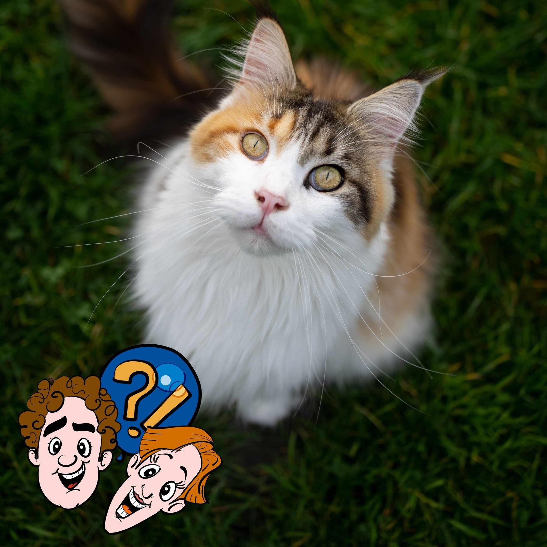 Kann eine Katze an einem Tag ganz Deutschland durchlaufen