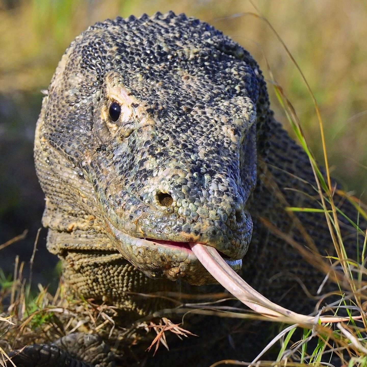 Die Tierdocs: Komodowaran mit hoher Stromrechnung