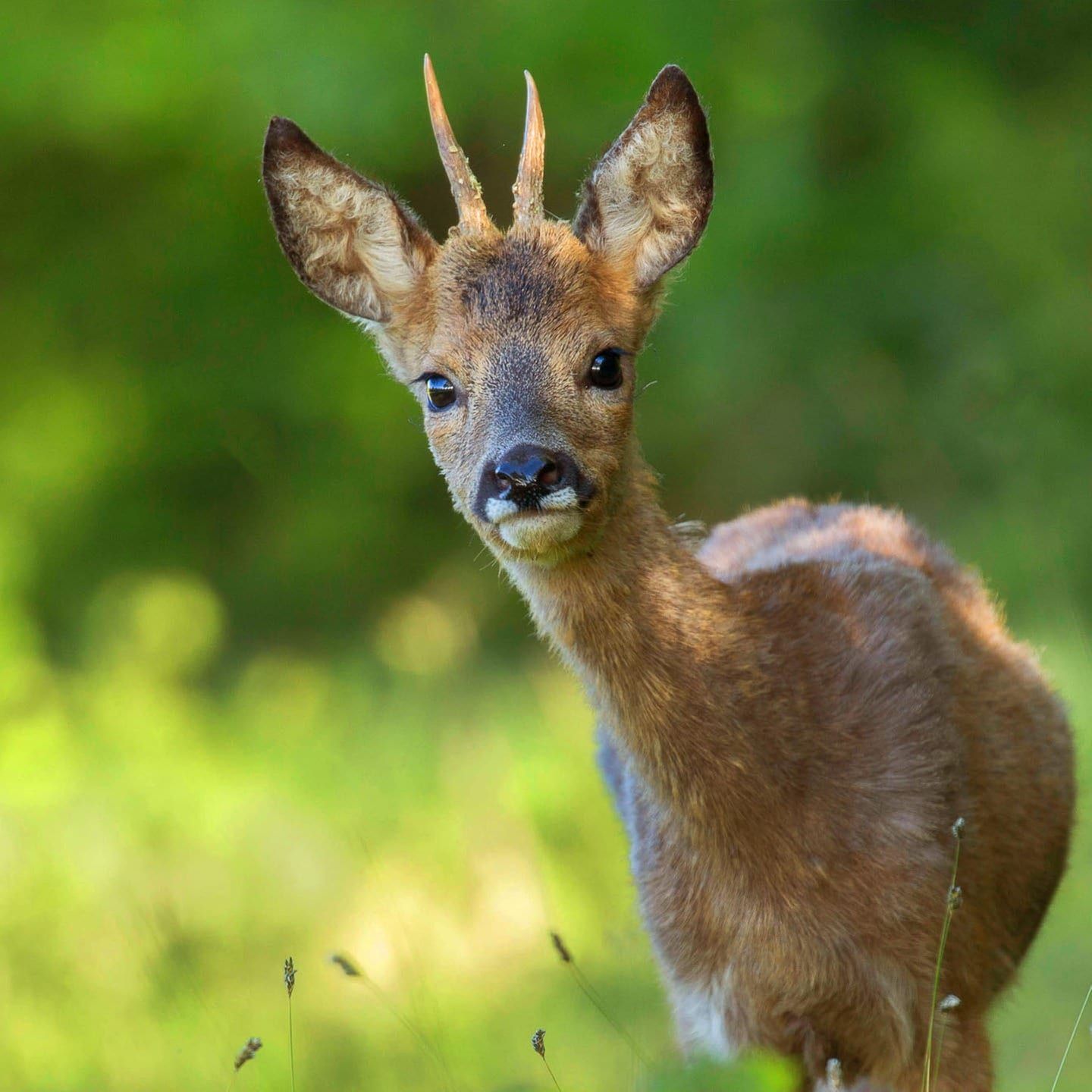 Die Tierdocs: Reh will alles wiederverwerten