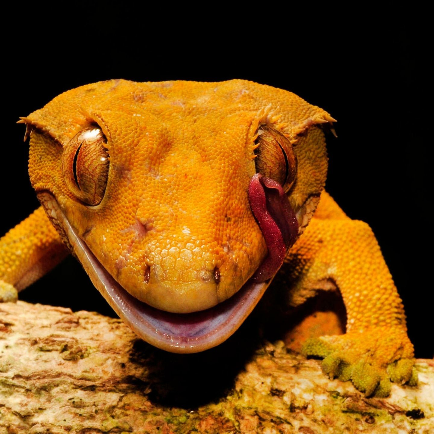 Die Tierdocs: Gecko lacht immer