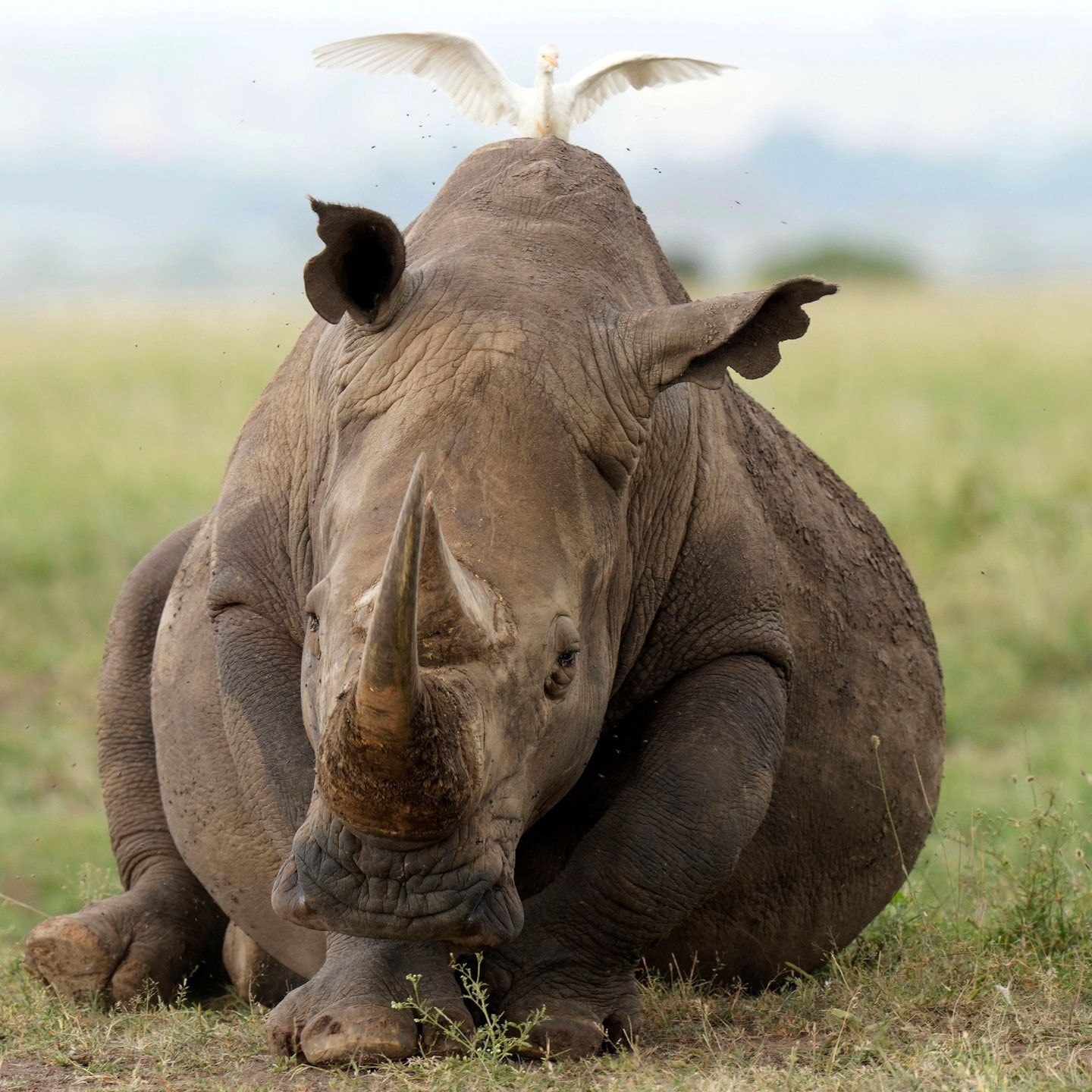 Die Tierdocs: Nashorn sieht schlecht