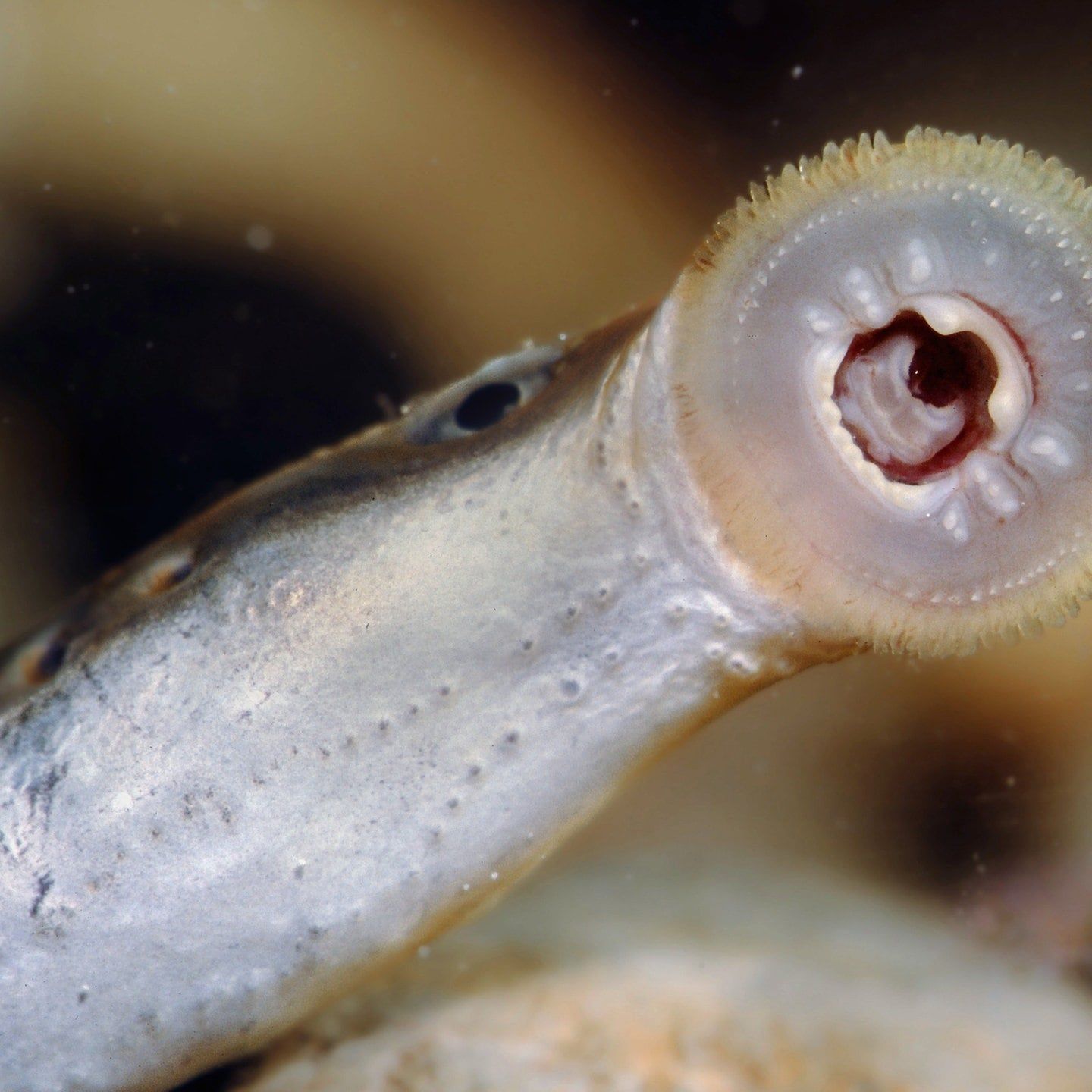 Die Tierdocs: Neunauge