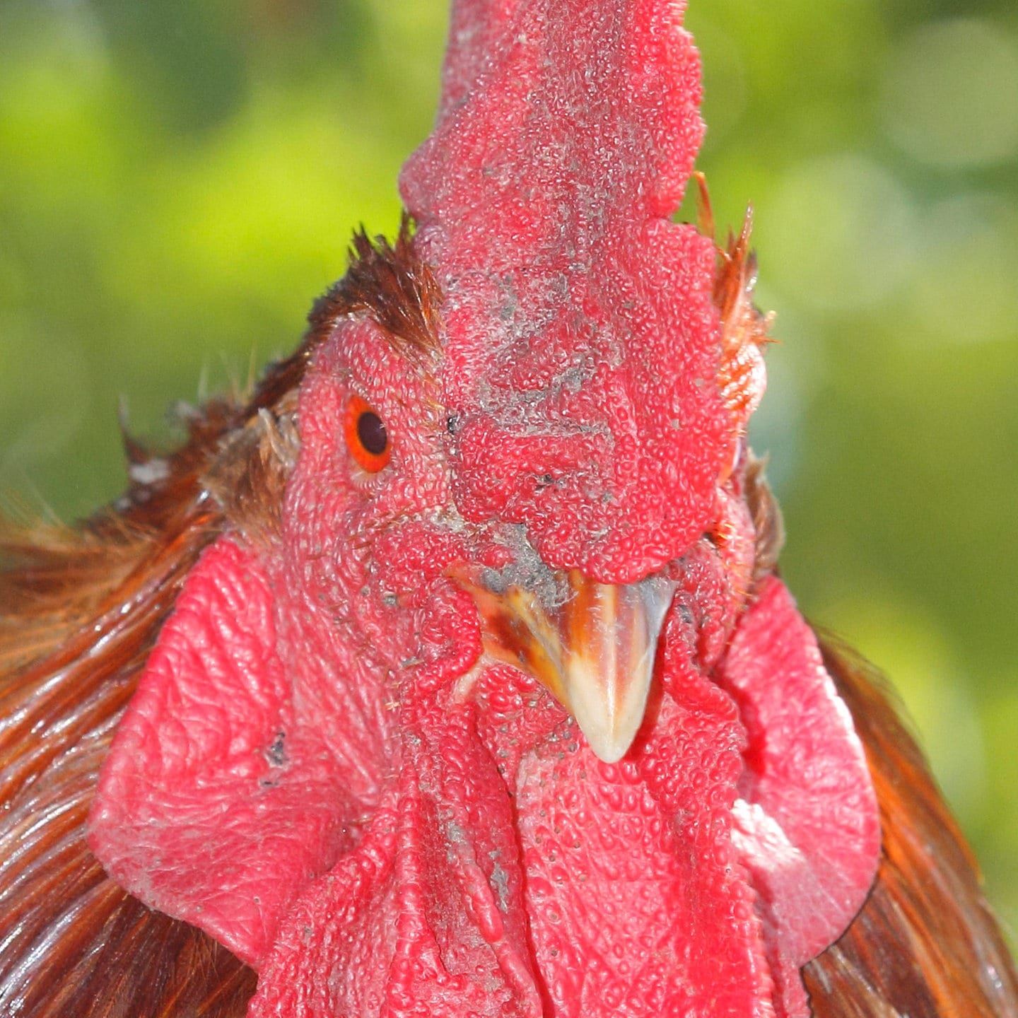 Die Tierdocs: Hahn ist heiser