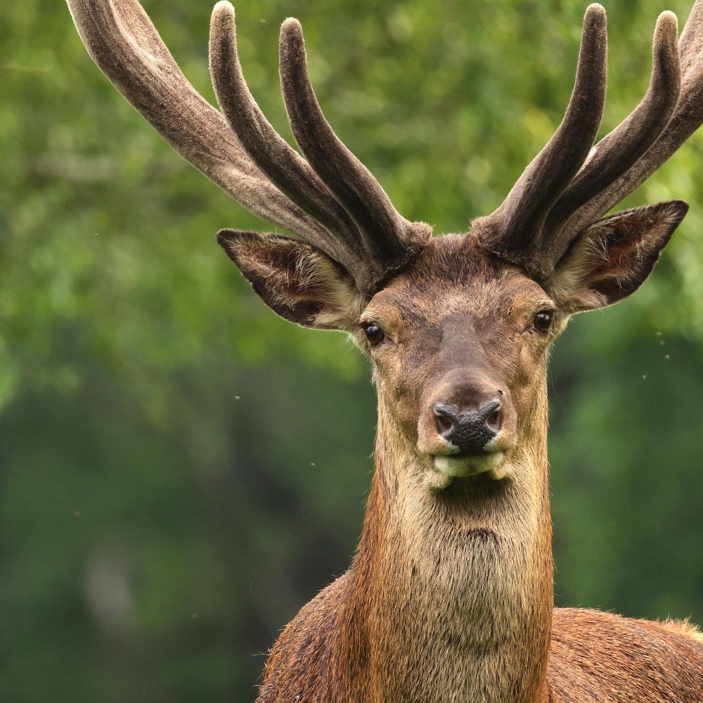 Die Tierdocs: Rentier will nicht mehr zum Weihnachtsmann