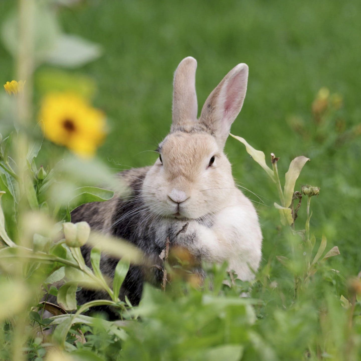 Die Tierdocs: Kaninchen trainiert zu viel