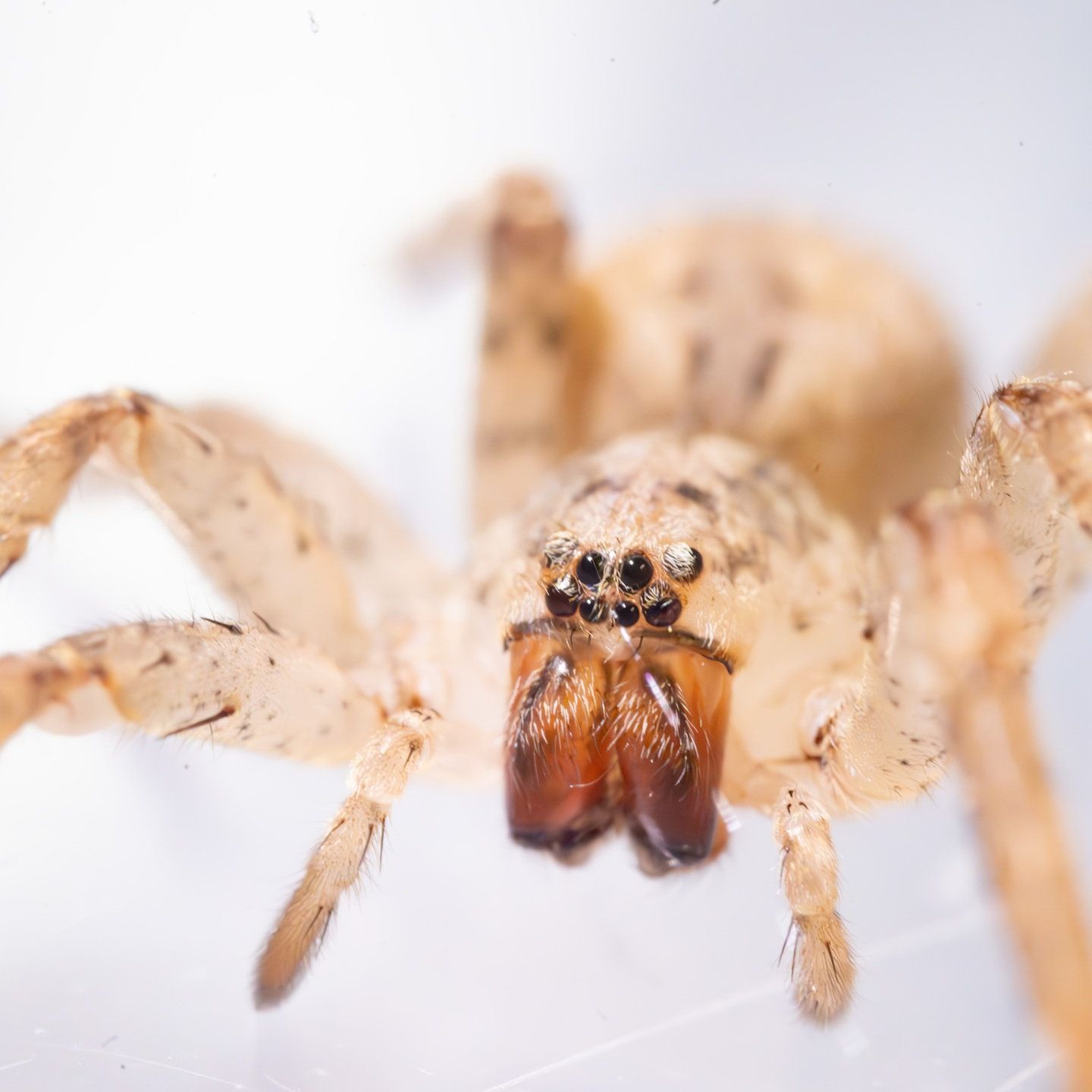 Die Tierdocs: Nosferatu-Spinne