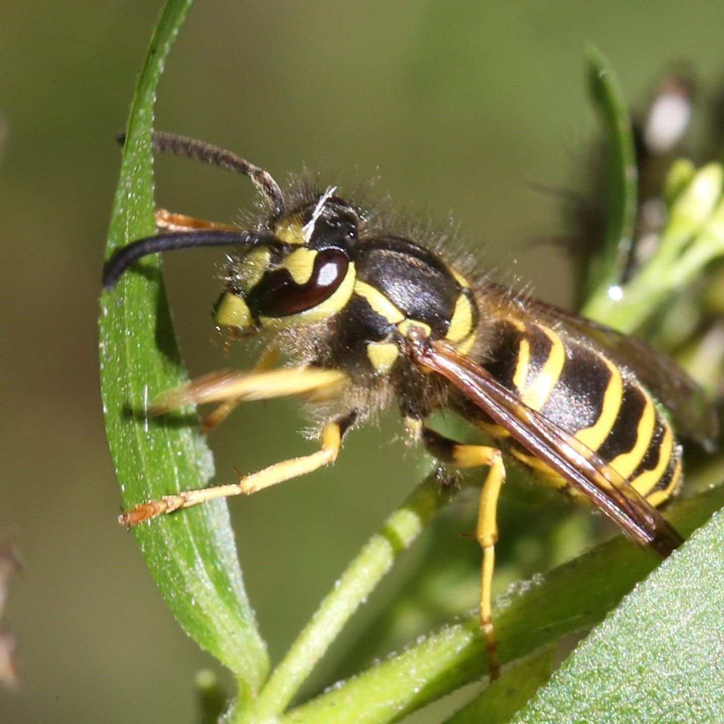 Die Tierdocs: Wespe will immer mitfahren