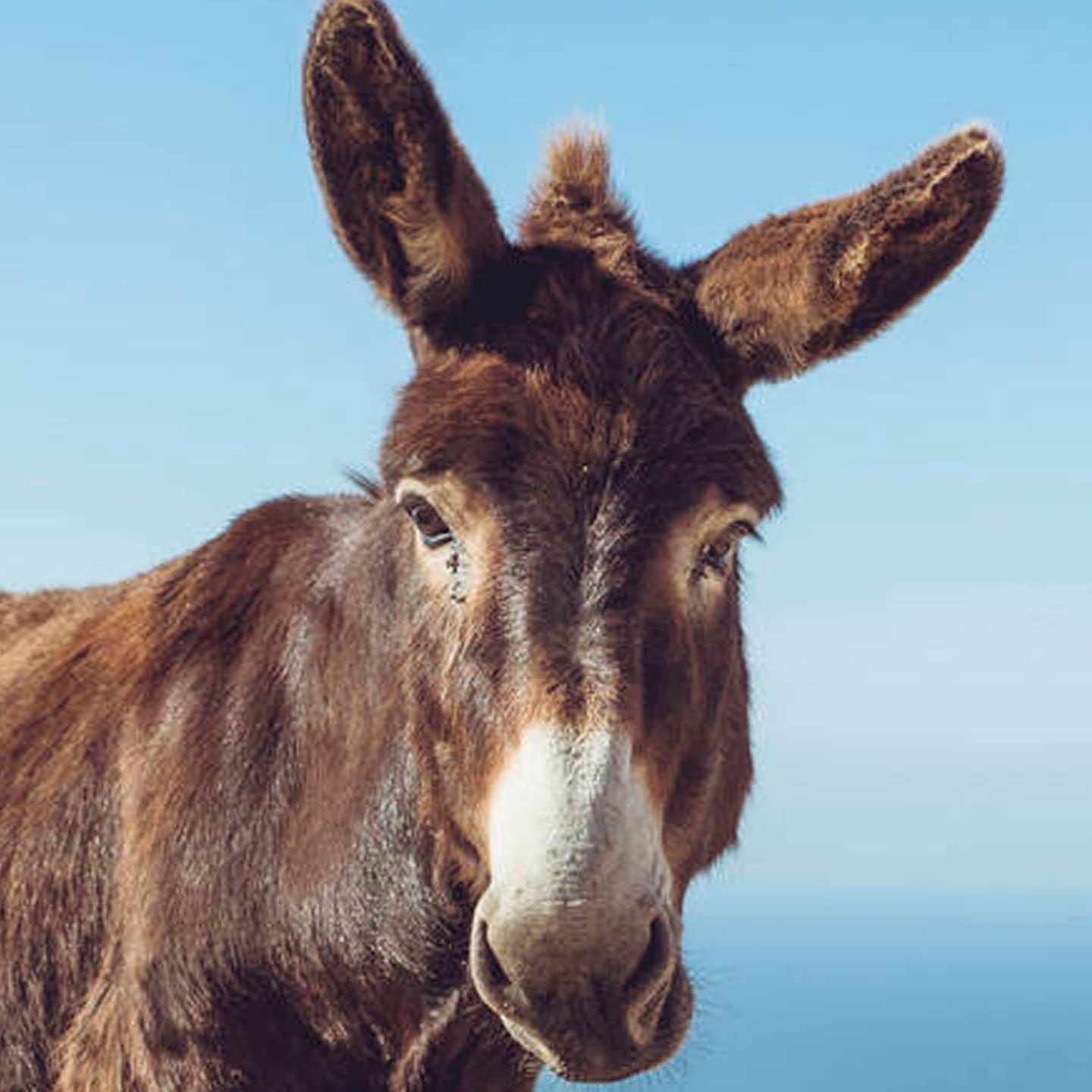 Die Tierdocs: Esel sammelt Bretter