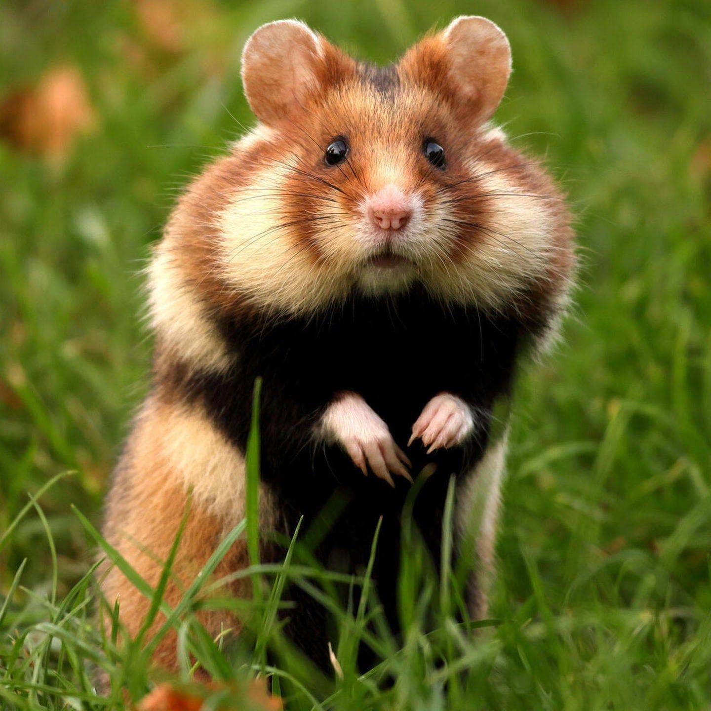 Die Tierdocs: Hamster knallt auf den Boden
