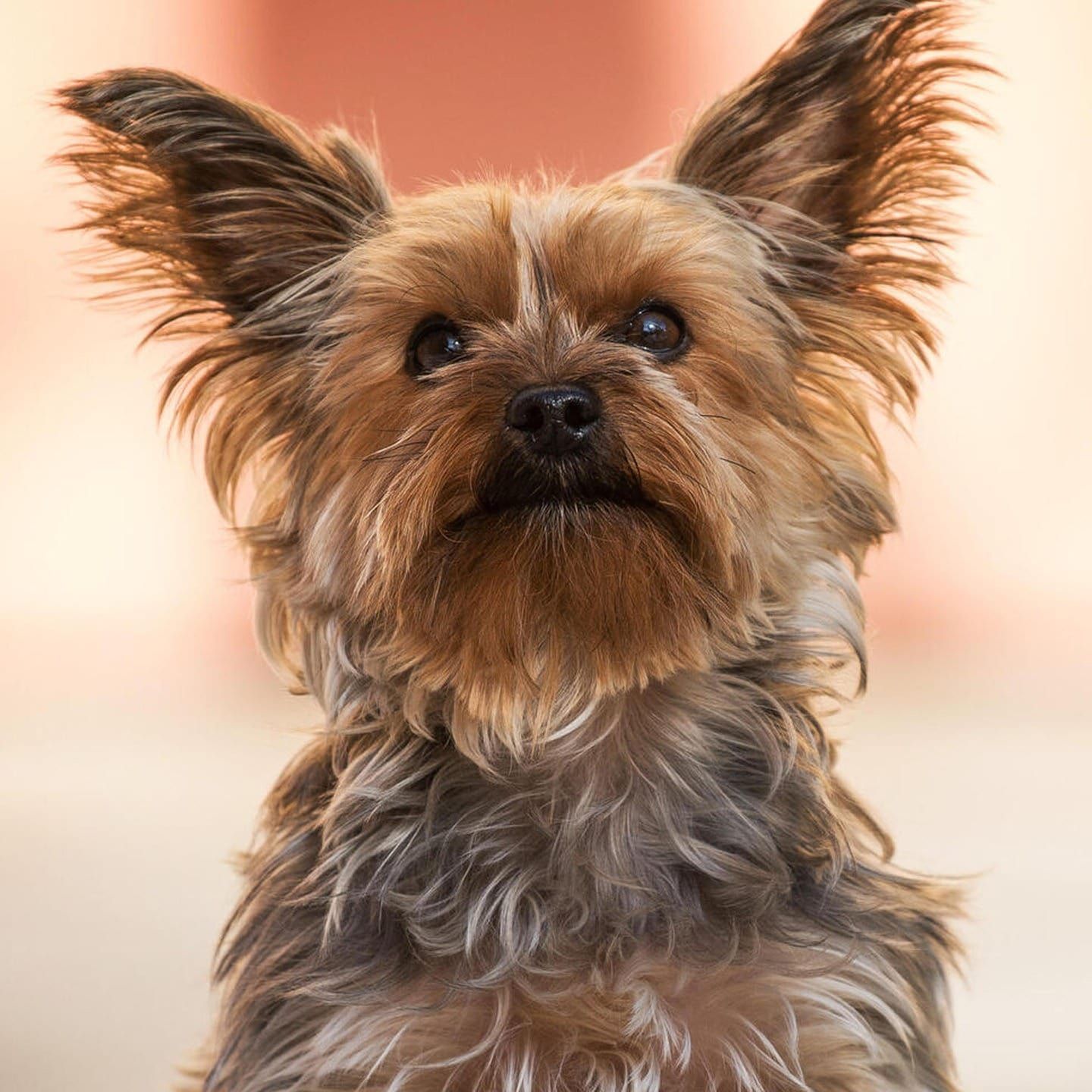 Die Tierdocs: Kleiner Terrier bellt große Hunde an