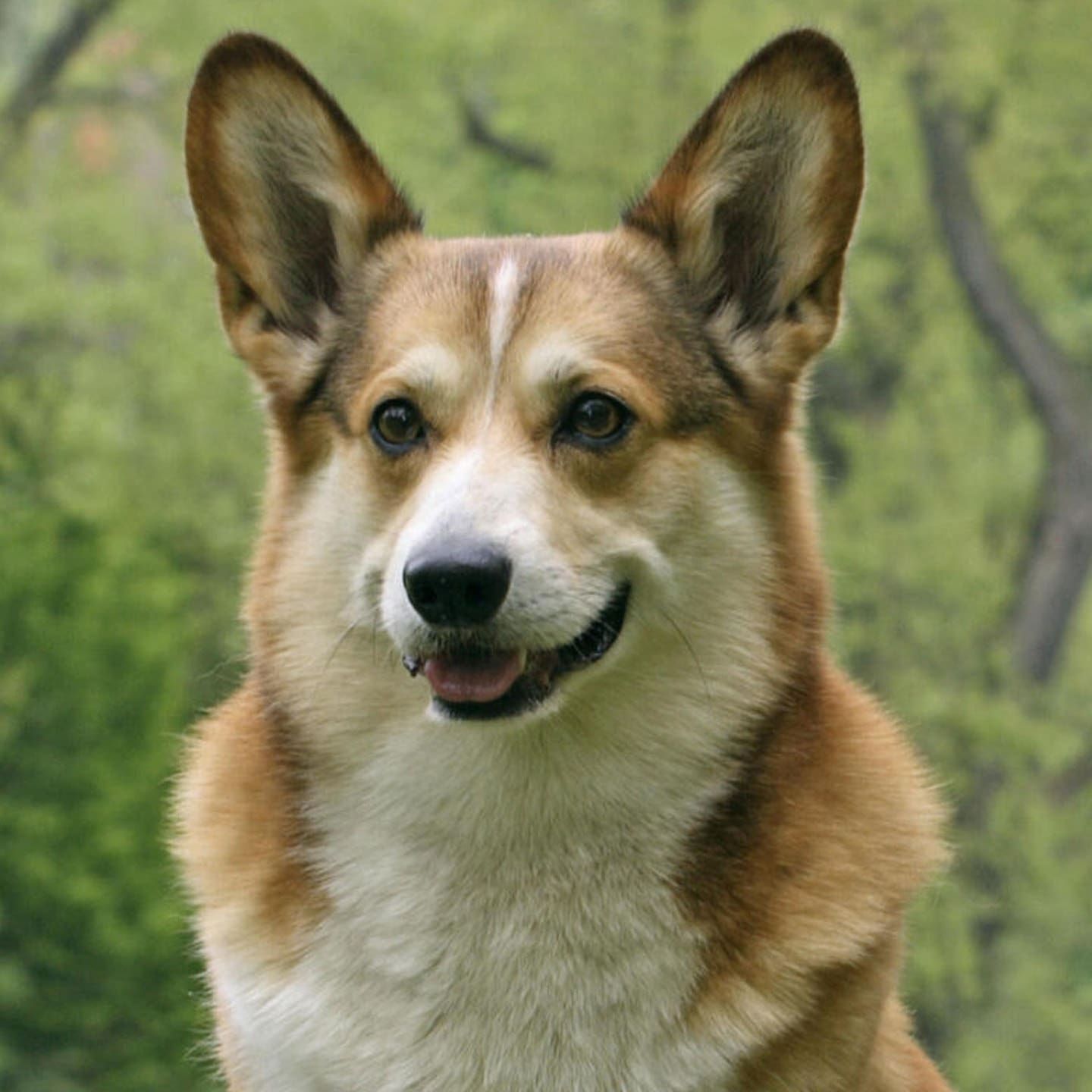 Die Tierdocs: Corgi lässt Kopf hängen