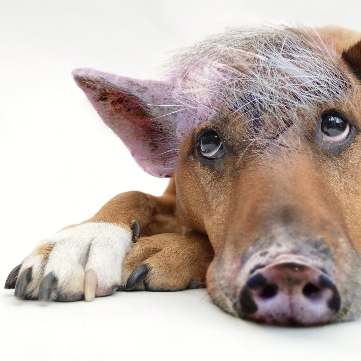 Die Tierdocs: Innerer Schweinehund