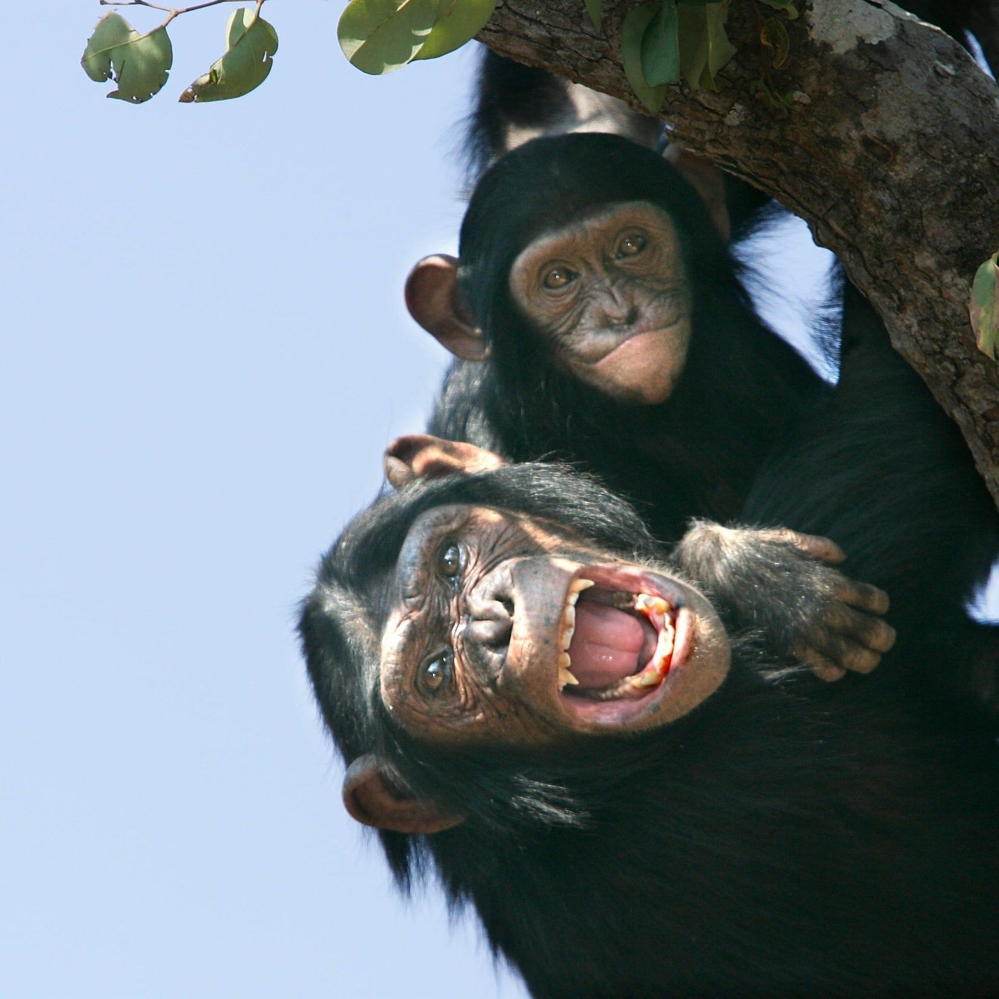 Tierdocs KIDS (Schimpanse)