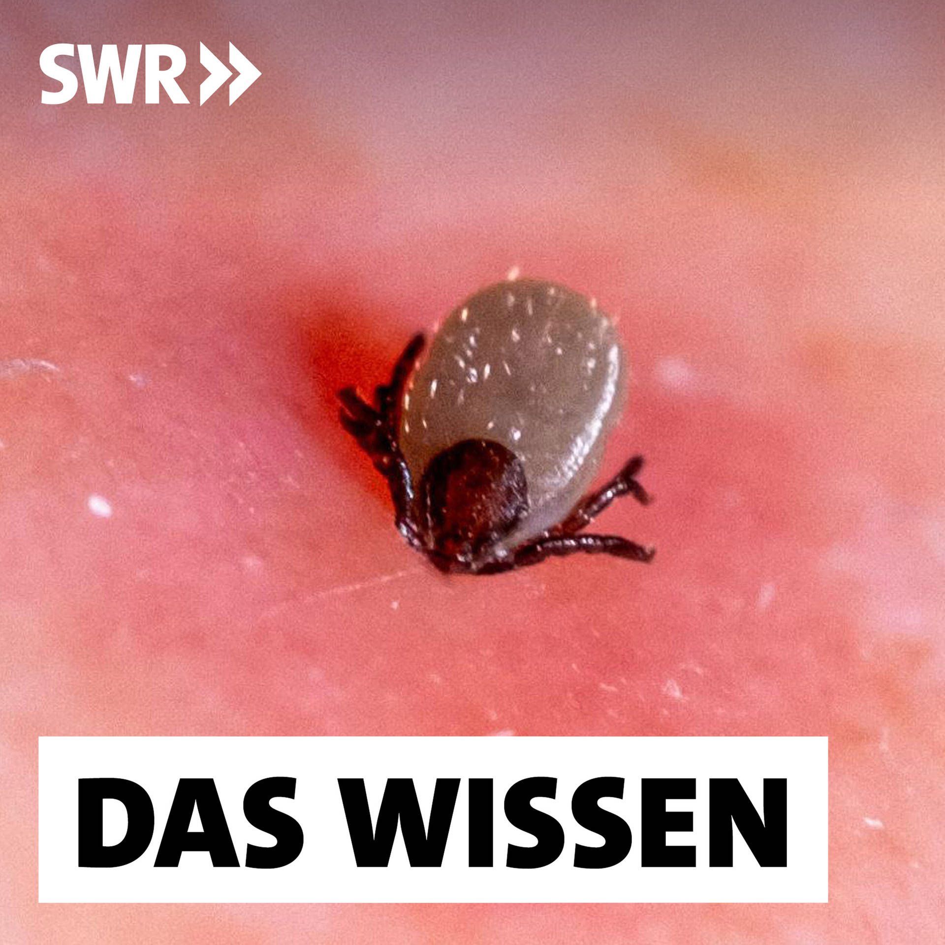 Die Zecke – Weltmeisterin der Evolution | Zeckenforscherin Ute Mackenstedt: "Es gibt wunderschöne Exemplare"