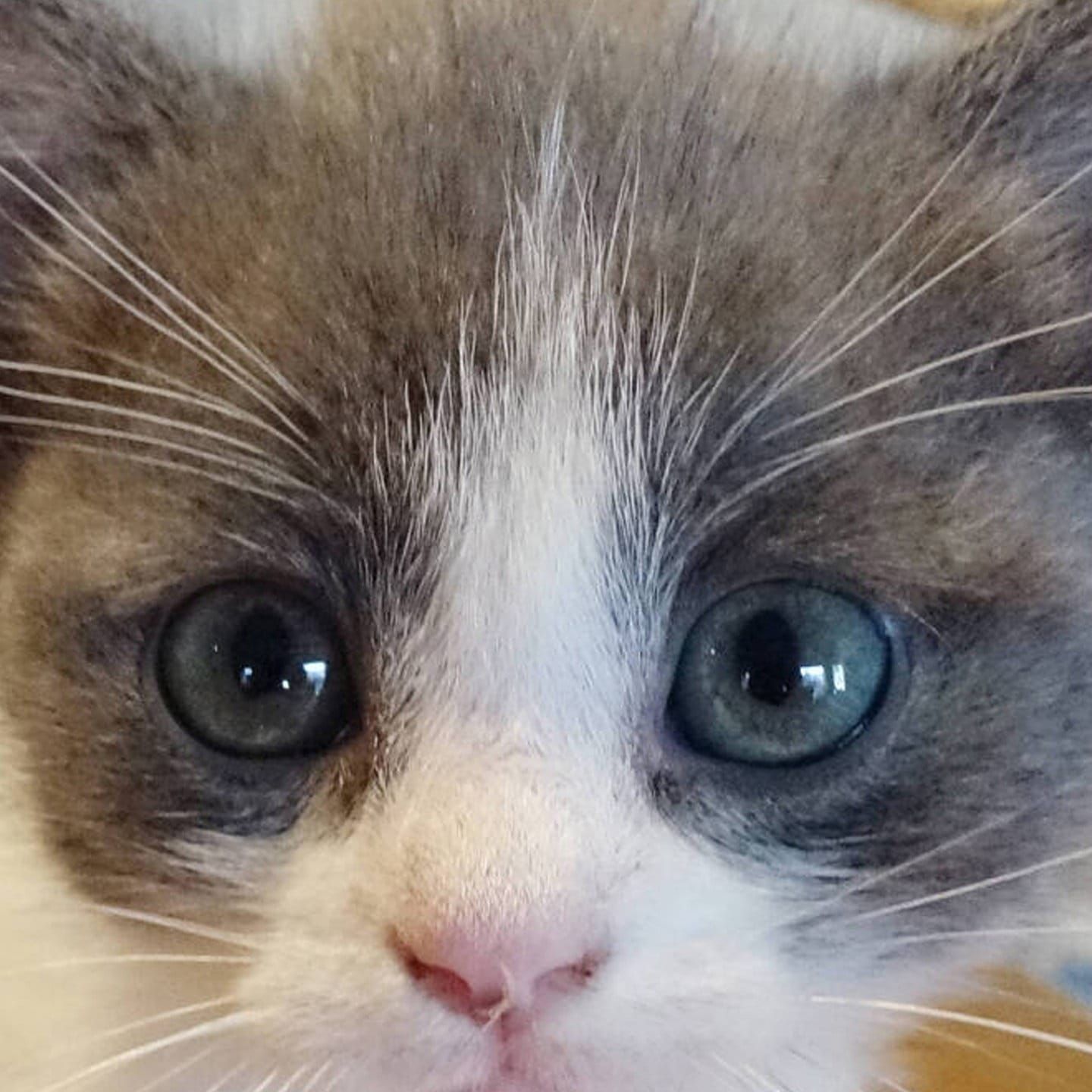 Die Tierdocs: Katze will nicht aus der Kiste